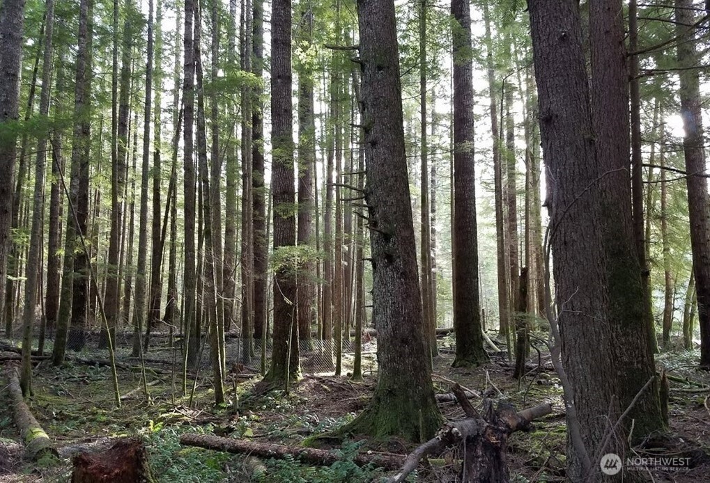 56207 Kernahan Road East Ashford, WA 98304 - Photo 7 of 9 a view of outdoor space and garden