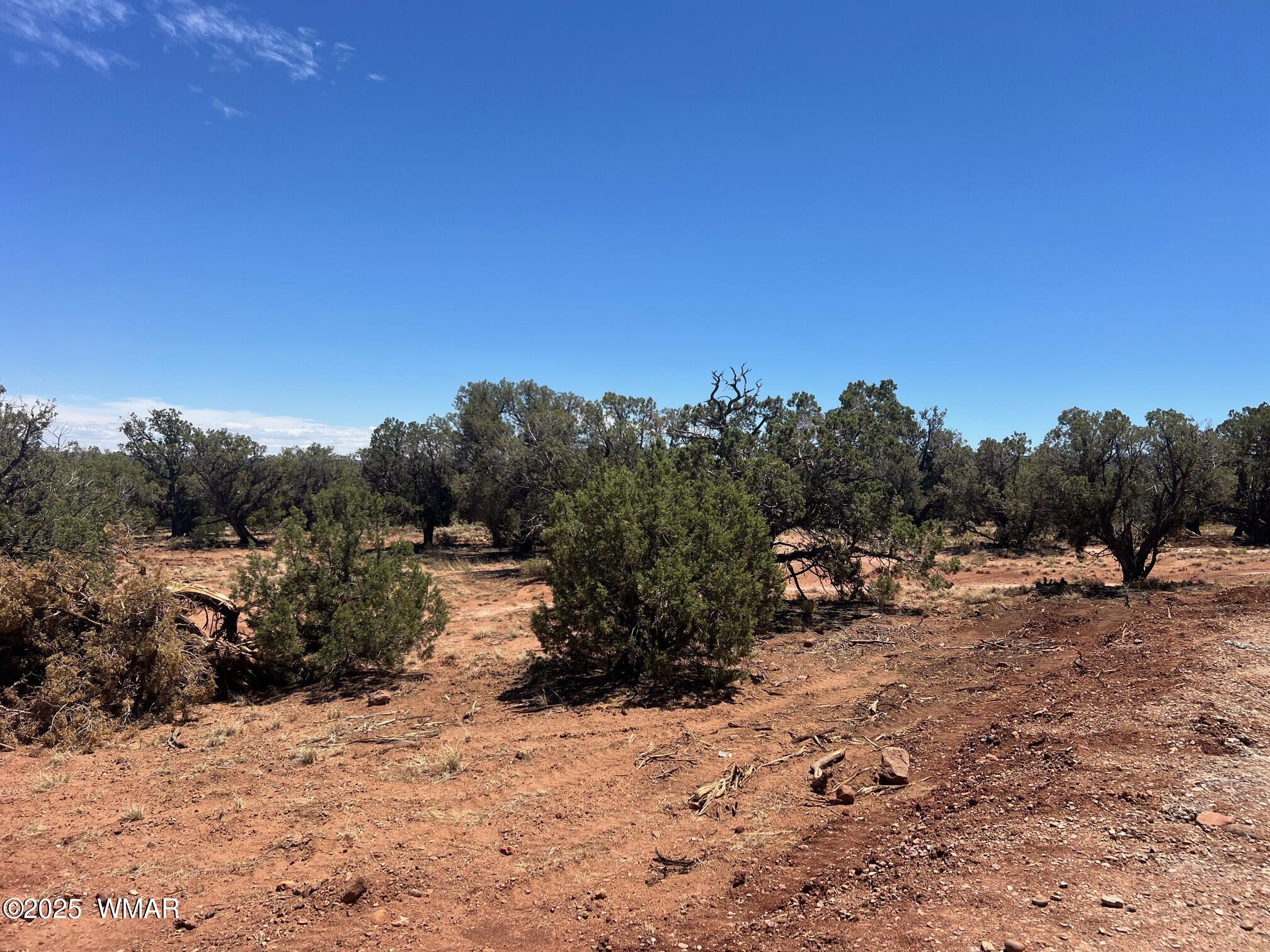 4129 Apache Road Snowflake, AZ 85937 - Photo 46 of 48 a view of a dry yard with trees