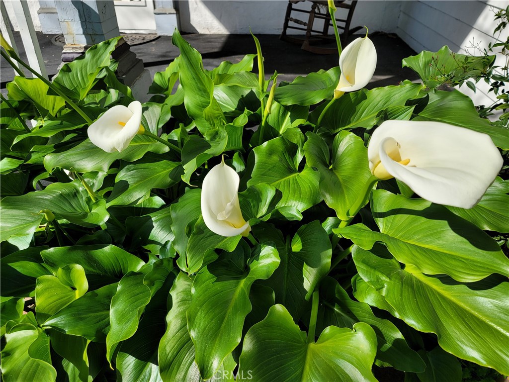 1313 Jackson Street Red Bluff, CA 96080 - Photo 9 of 52 Exterior Landscaping