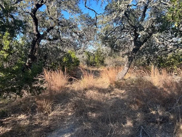 a view of a tree in a forest