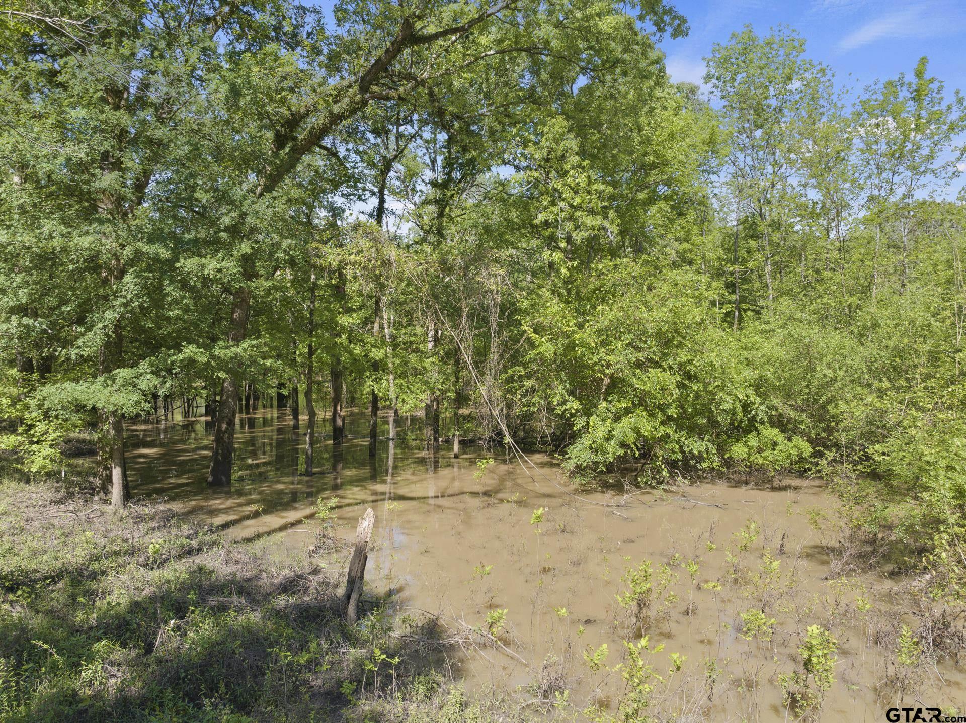 307 Fish Trap Lane Naples, TX 75568 - Photo 16 of 41 a view of a yard with plants and trees