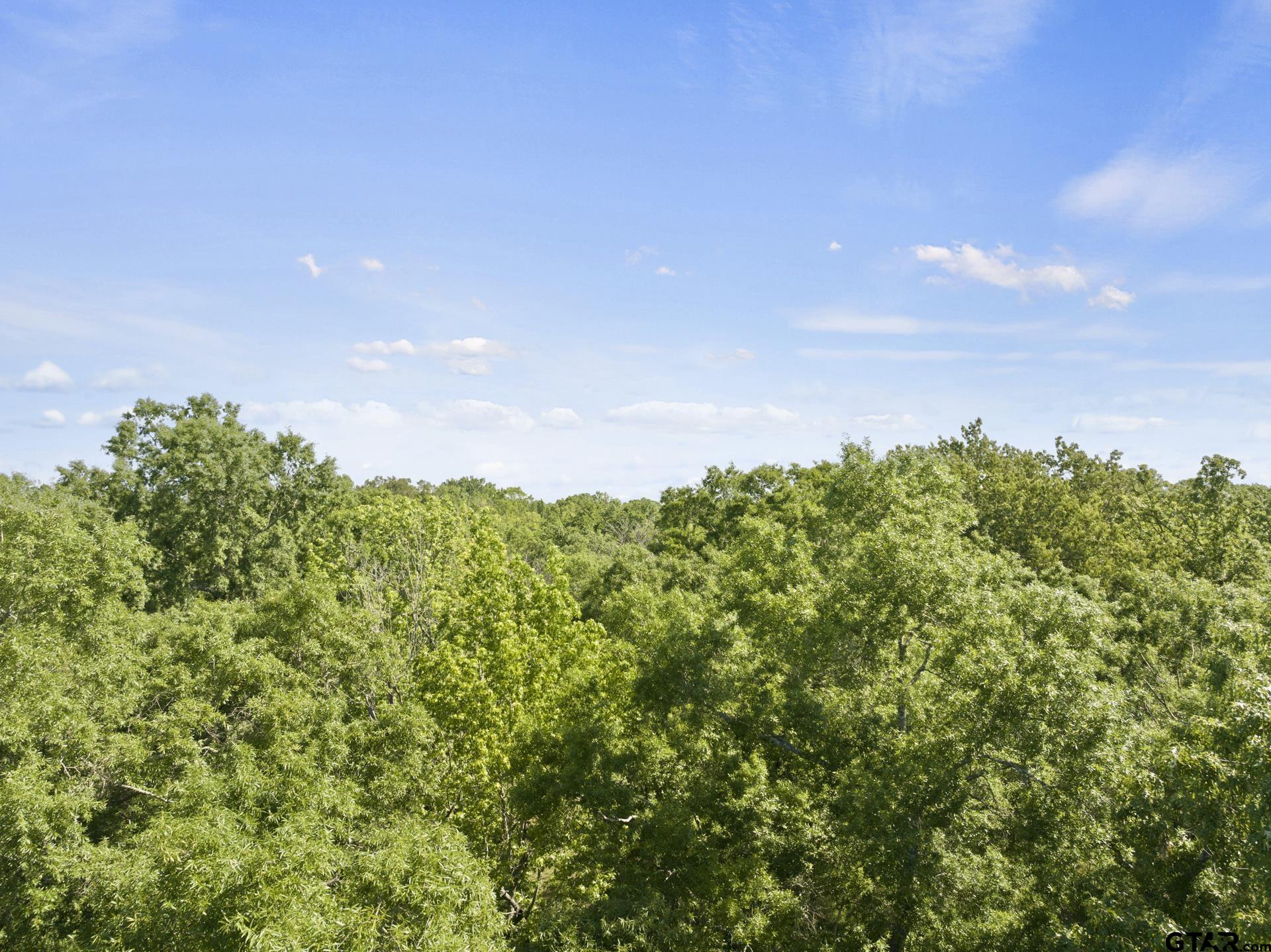 307 Fish Trap Lane Naples, TX 75568 - Photo 20 of 41 a view of a bunch of trees