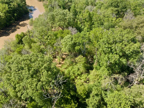 a view of a lush green forest with a houses