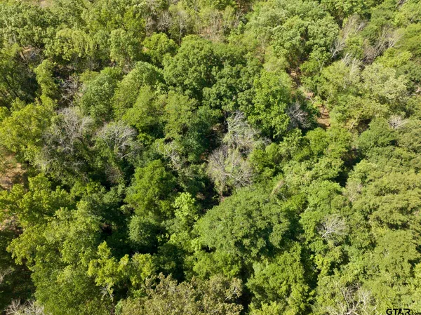 a view of a forest with a tree