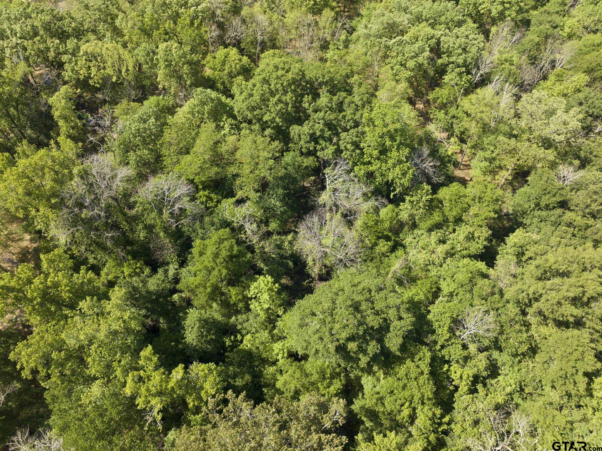 307 Fish Trap Lane Naples, TX 75568 - Photo 28 of 41 a view of a lush green forest with a houses