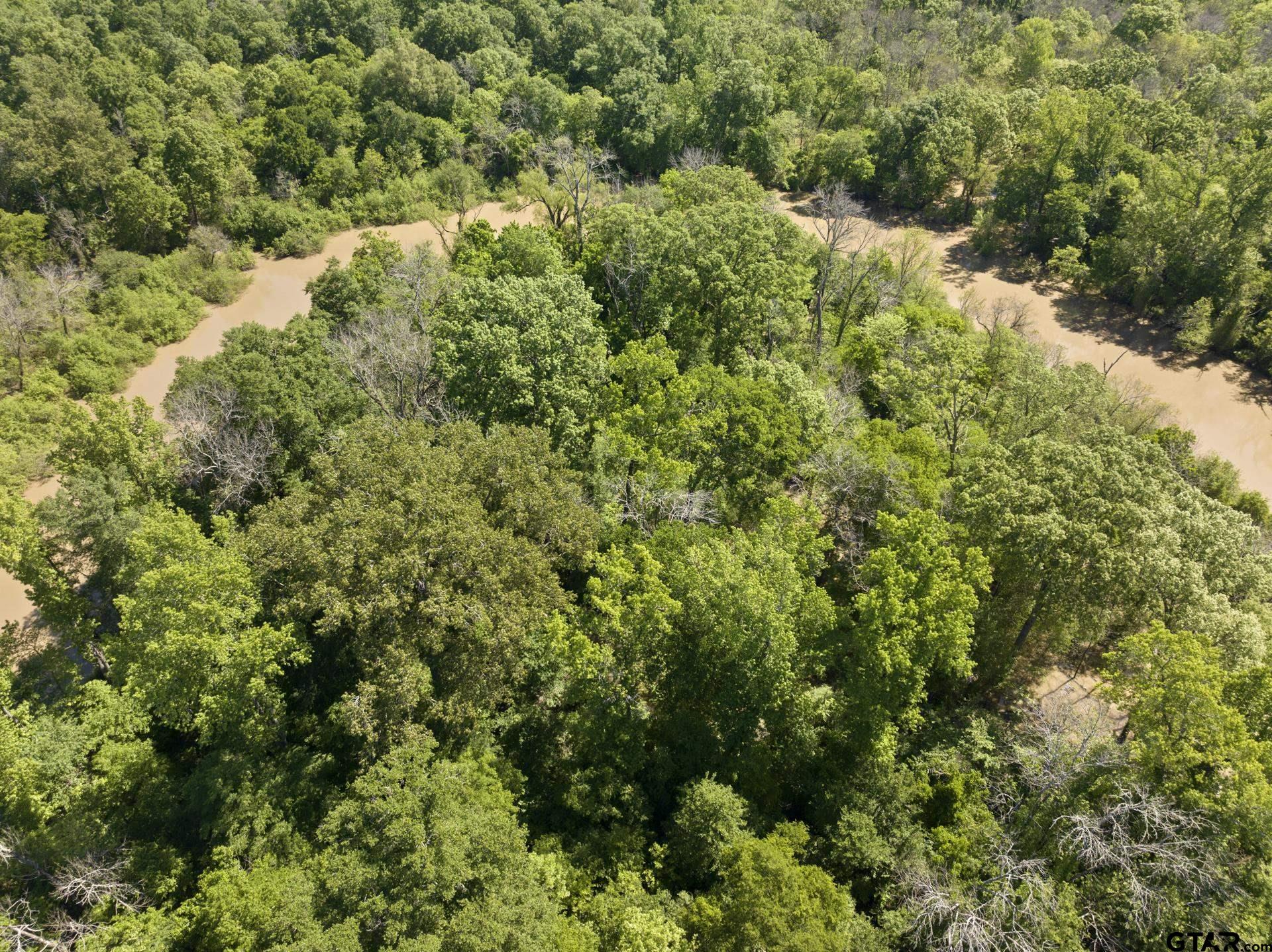 307 Fish Trap Lane Naples, TX 75568 - Photo 29 of 41 a view of a forest with a tree