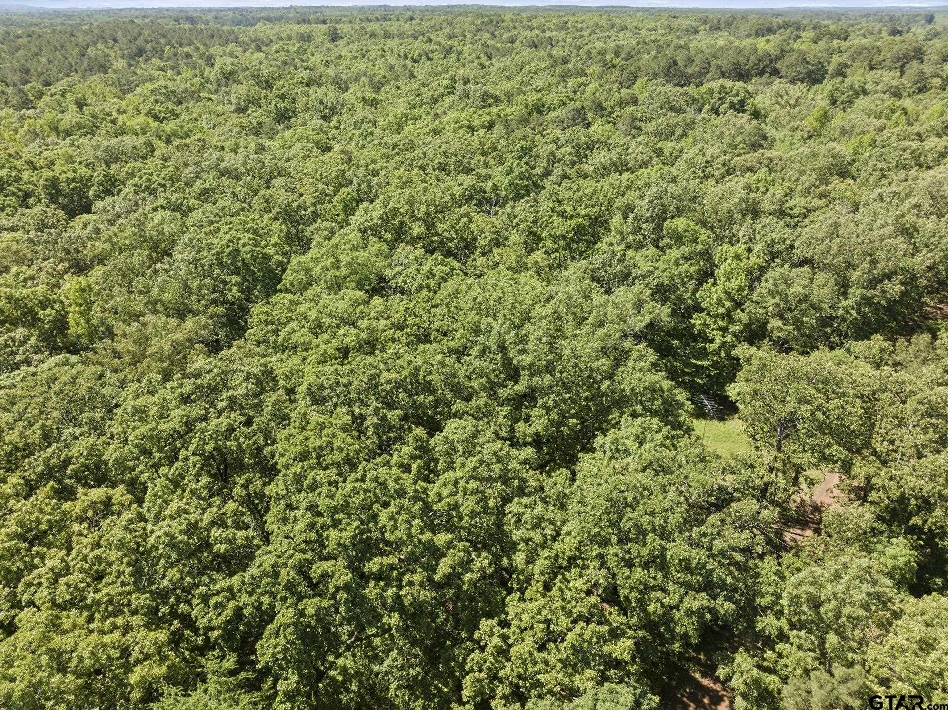 307 Fish Trap Lane Naples, TX 75568 - Photo 38 of 41 a view of a large yard with lots of green space