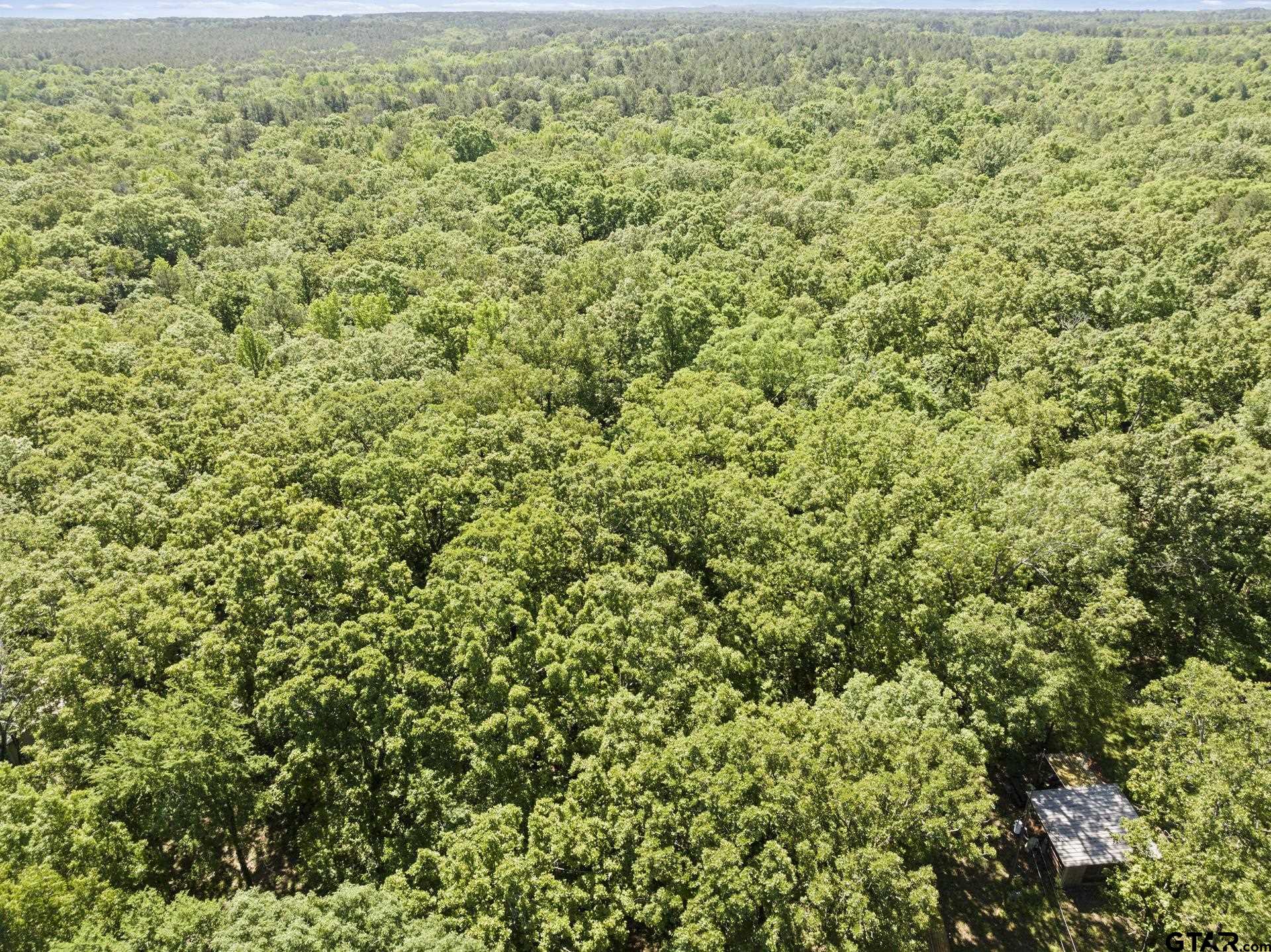307 Fish Trap Lane Naples, TX 75568 - Photo 39 of 41 a view of a green field with lots of bushes