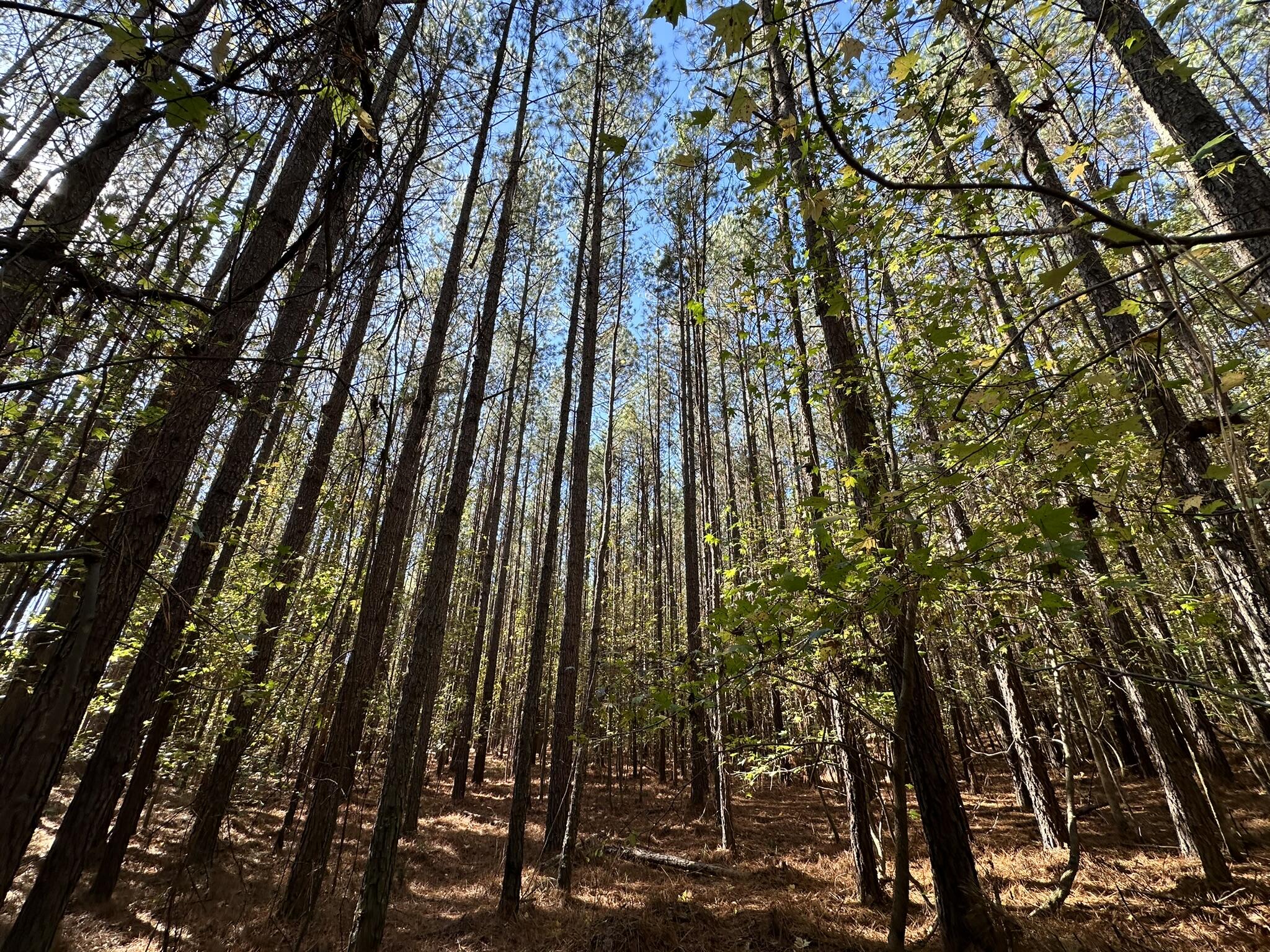 1277 Edge Lane Tignall, GA 30668 - Photo 3 of 16 IMG_9270