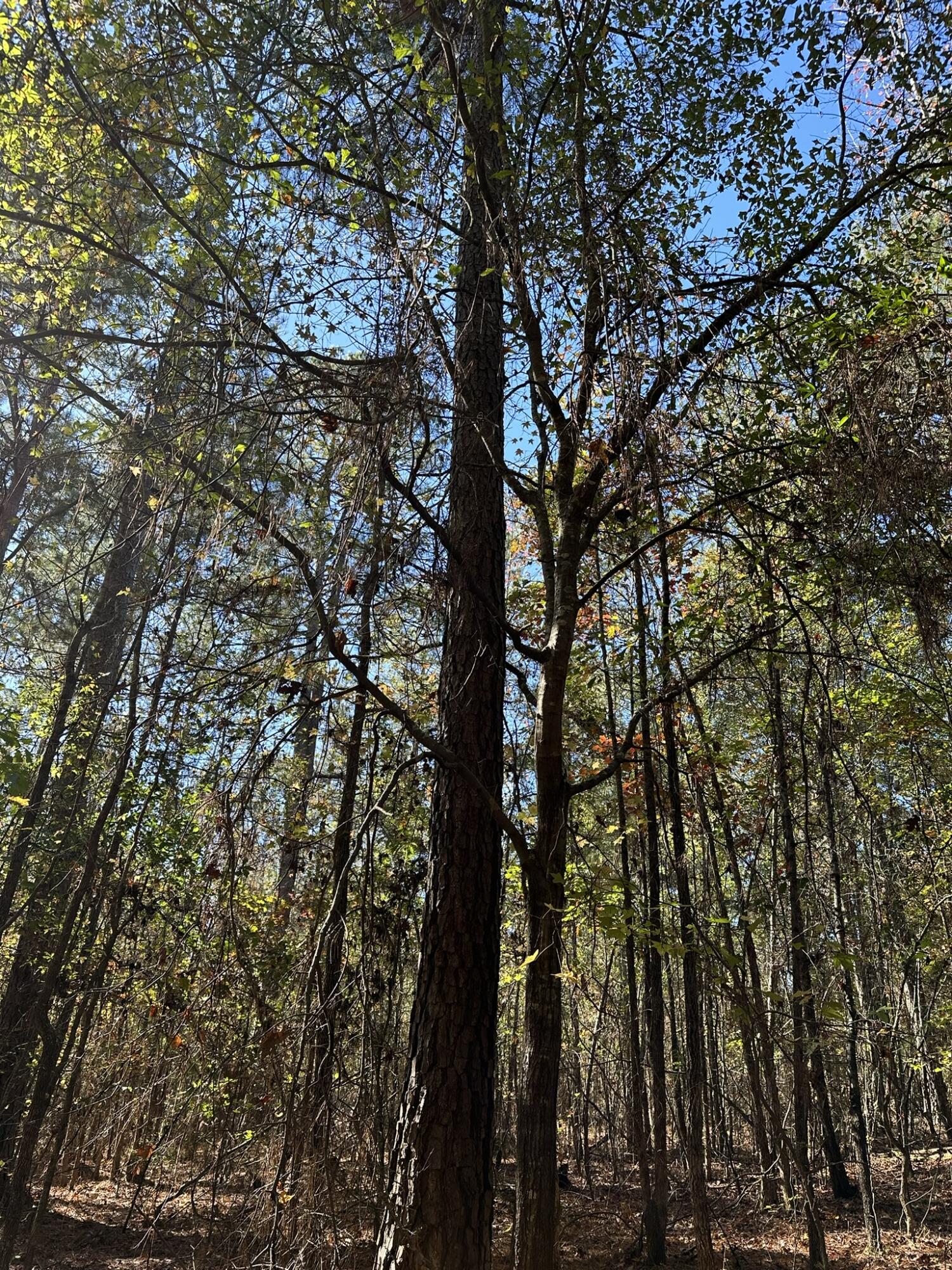 1277 Edge Lane Tignall, GA 30668 - Photo 4 of 16 IMG_9271