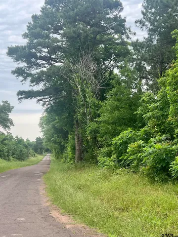 a view of a lush green forest