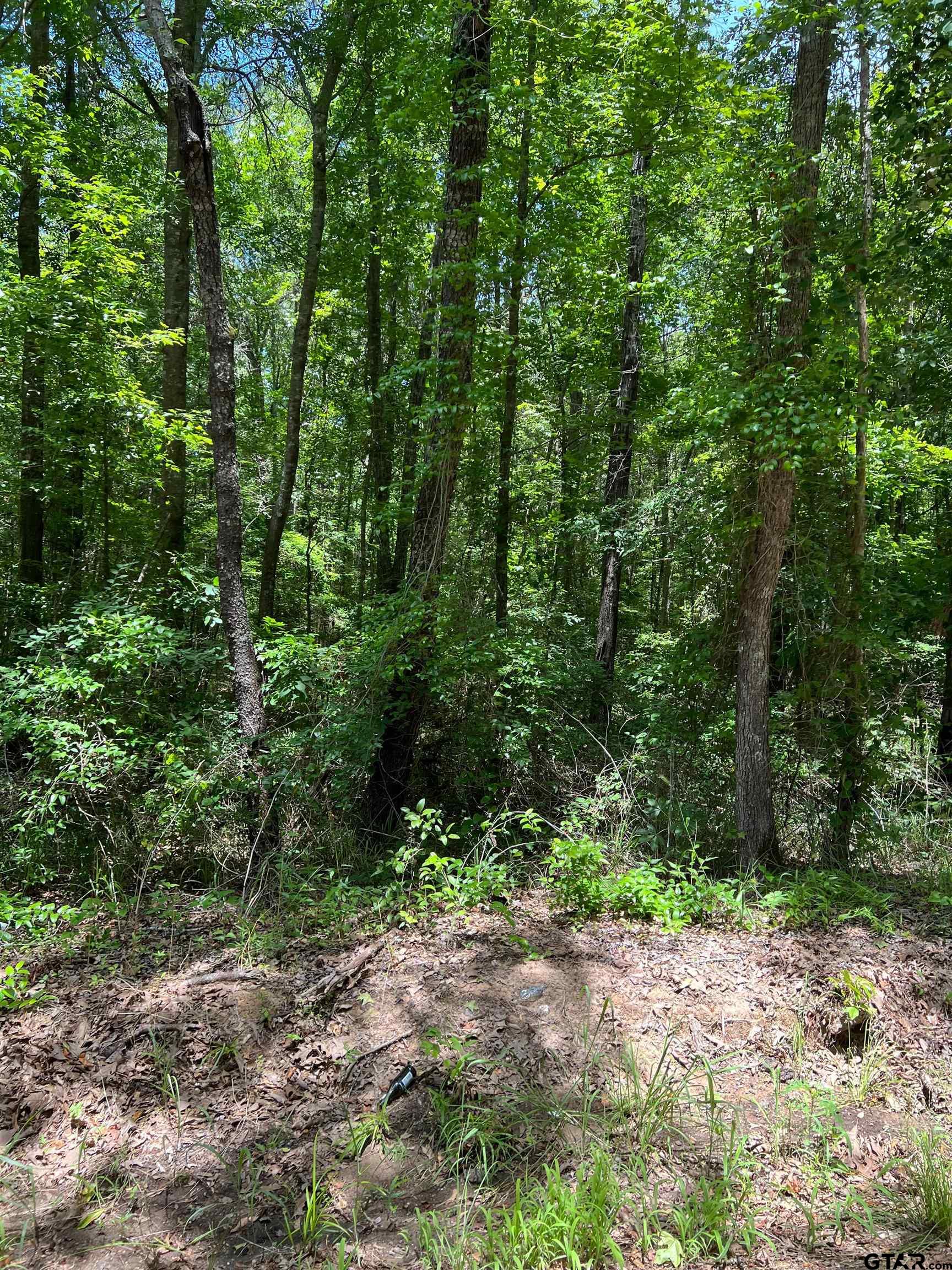 2670 Mt Pleasant Tx 75455 Mount Pleasant, TX 75455 - Photo 3 of 4 a view of a forest with trees