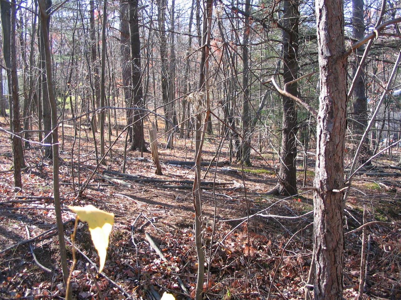 Lower Grandview Road Cresco, PA 18326 - Photo 2 of 2 a view of a yard with fountain