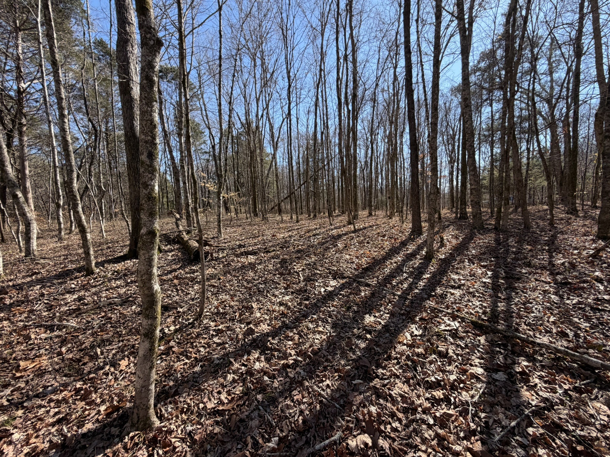 0 Collier Bend Road Charlotte, TN 37036 - Photo 23 of 63 a big yard with lots of green space