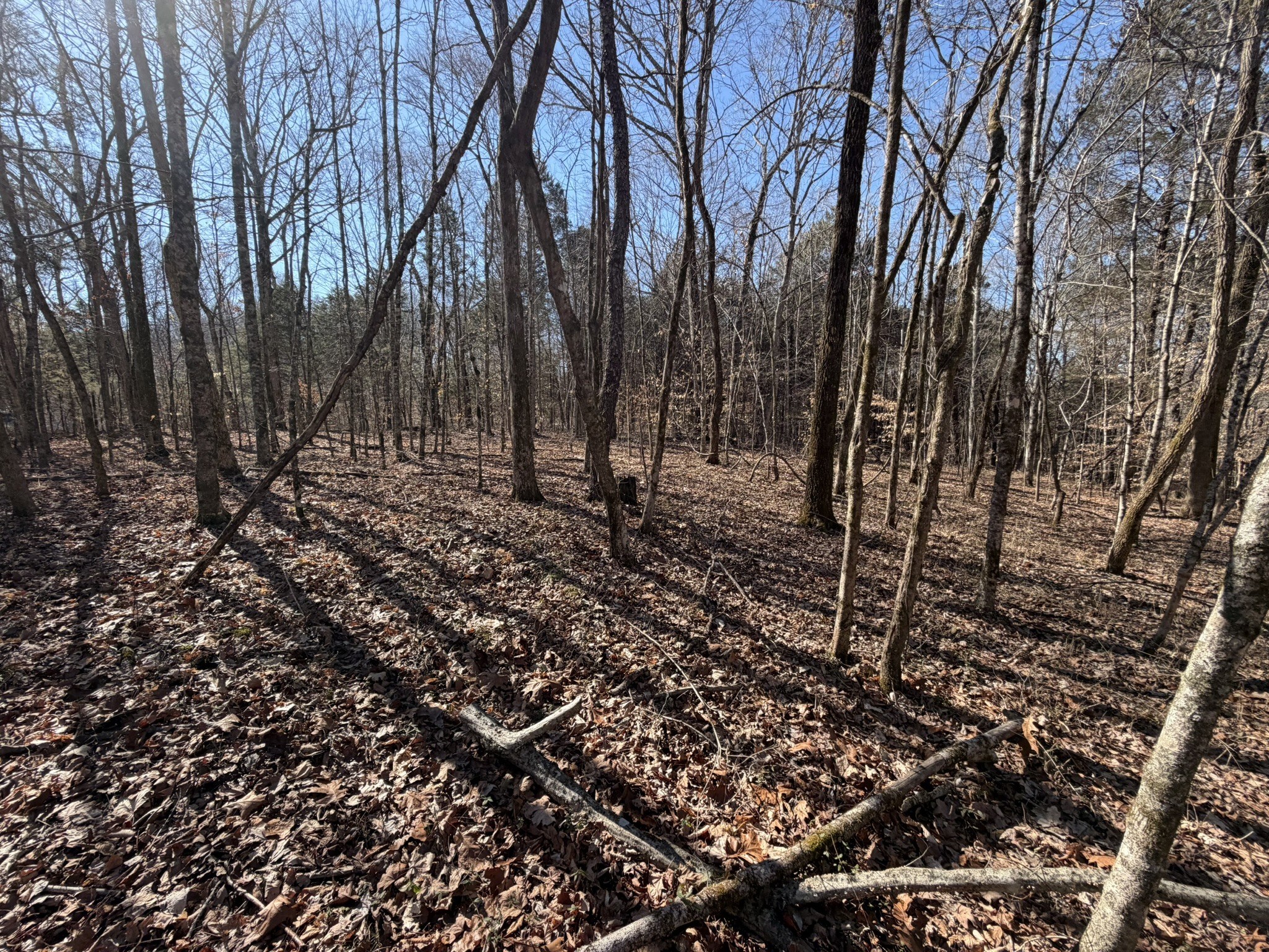 0 Collier Bend Road Charlotte, TN 37036 - Photo 24 of 63 a big yard with lots of green space
