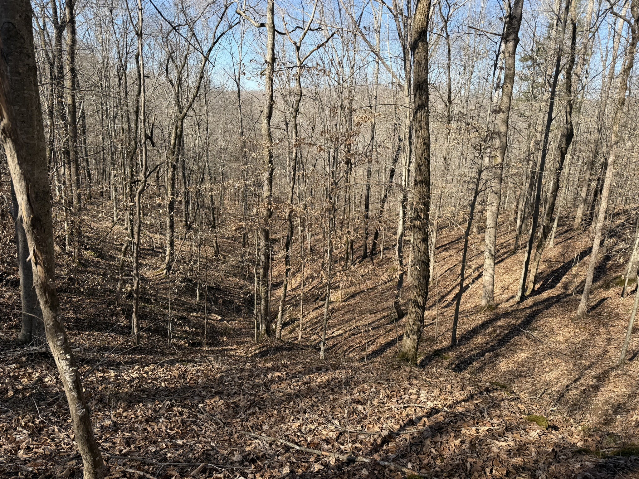 0 Collier Bend Road Charlotte, TN 37036 - Photo 27 of 63 a view of a yard with large trees