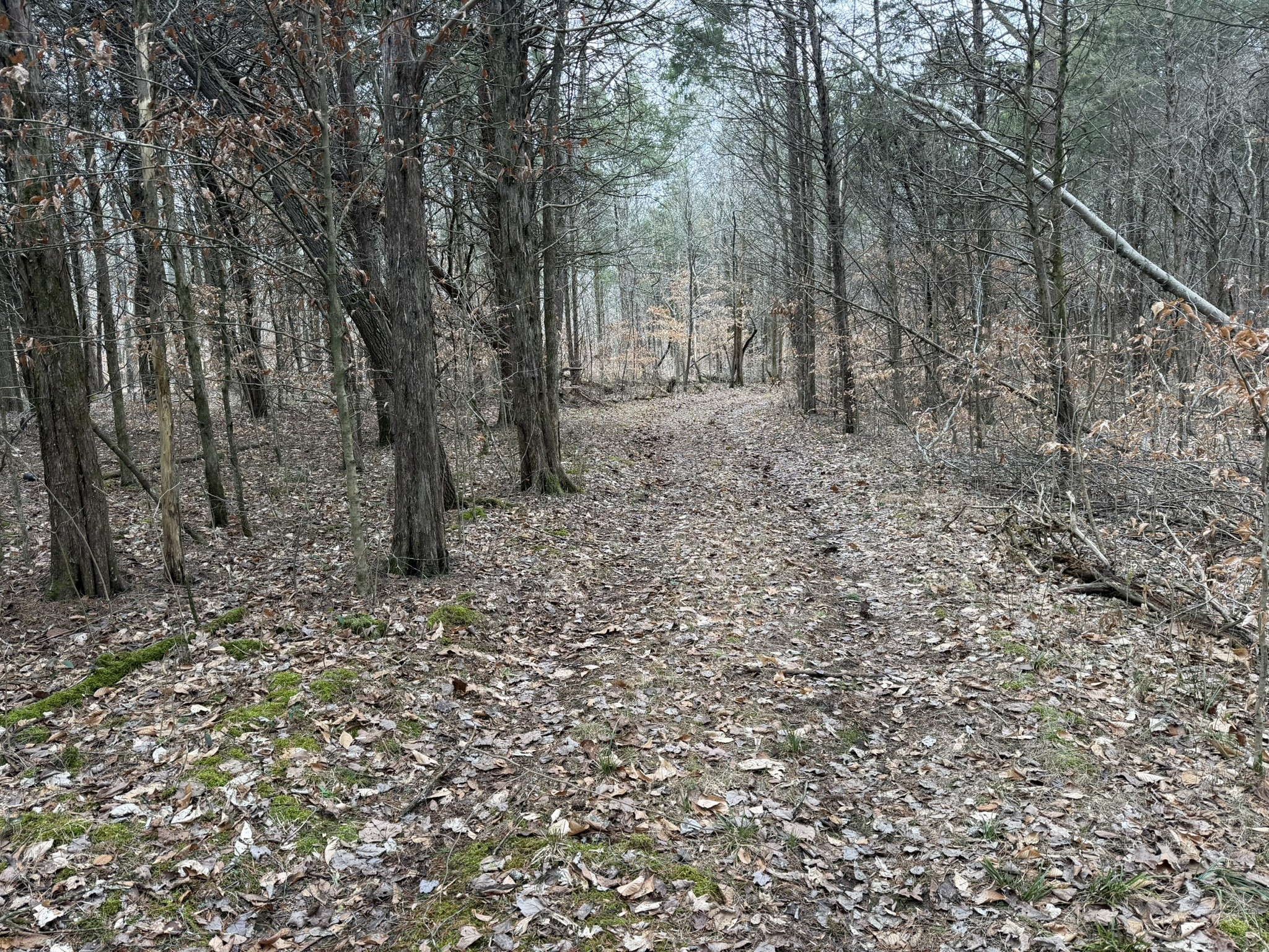 0 Collier Bend Road Charlotte, TN 37036 - Photo 29 of 63 a view of a yard with trees