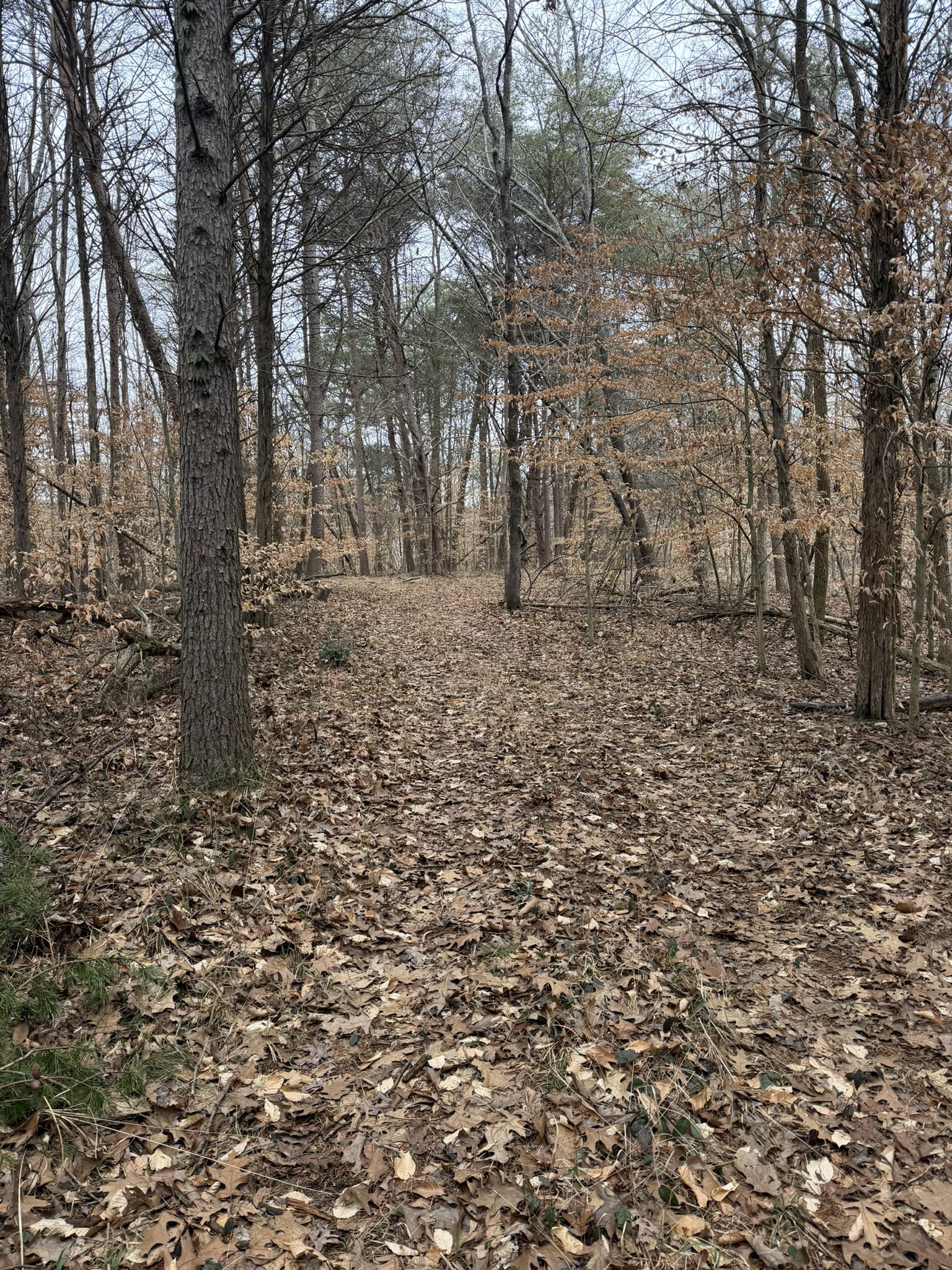 0 Collier Bend Road Charlotte, TN 37036 - Photo 31 of 63 a view of a yard with trees