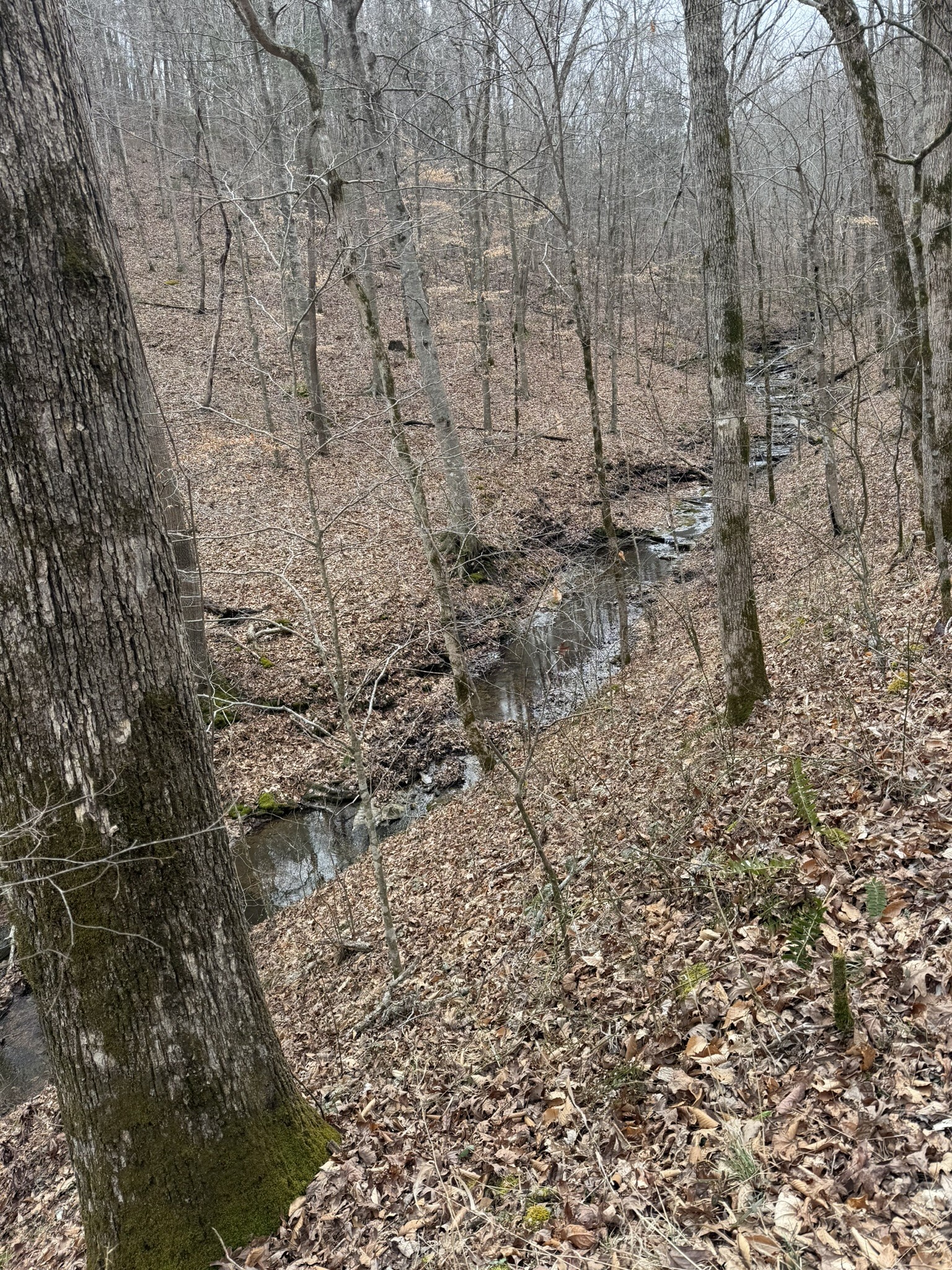 0 Collier Bend Road Charlotte, TN 37036 - Photo 38 of 63