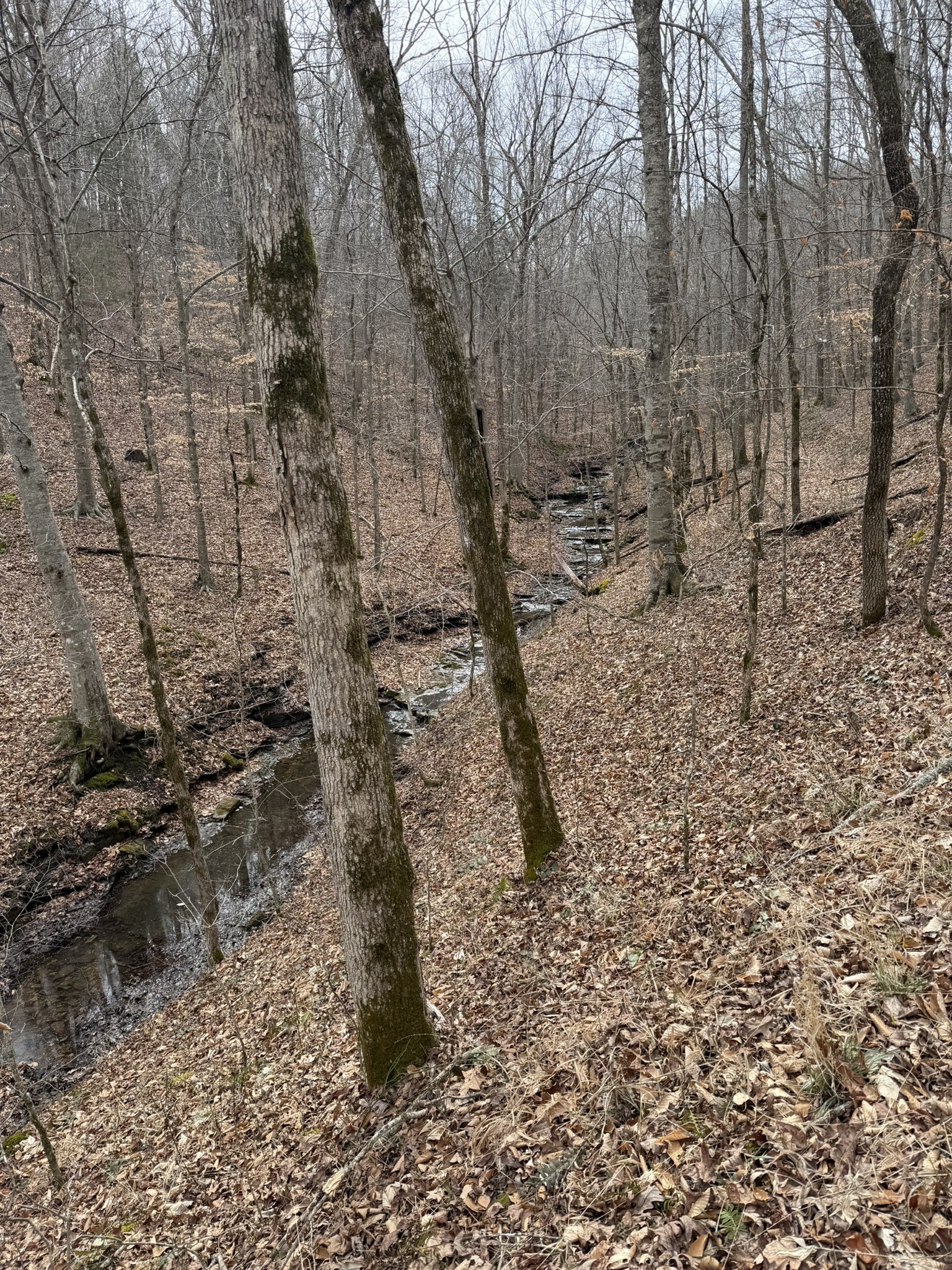 0 Collier Bend Road Charlotte, TN 37036 - Photo 42 of 63 a view of a dry yard with trees