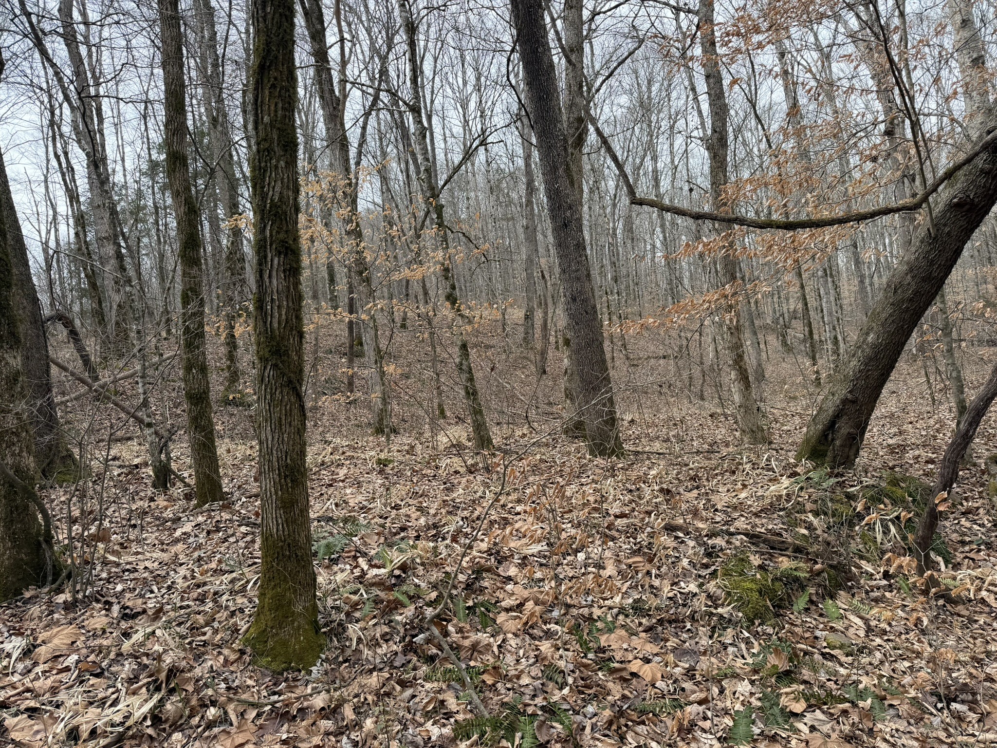 0 Collier Bend Road Charlotte, TN 37036 - Photo 51 of 63 a view of a forest filled with trees