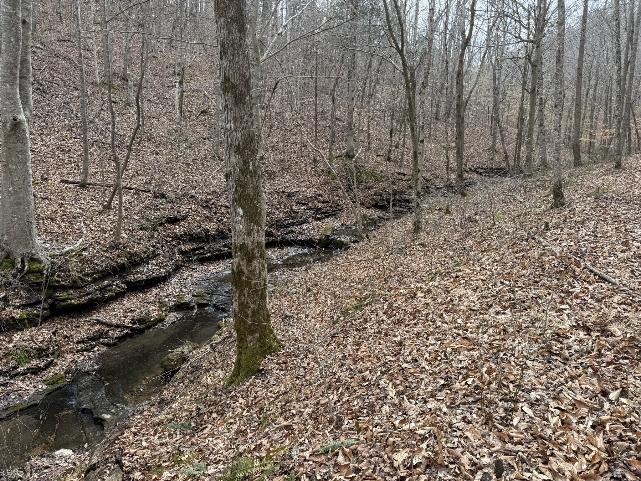 0 Collier Bend Road Charlotte, TN 37036 - Photo 59 of 63 a view of a backyard of the house