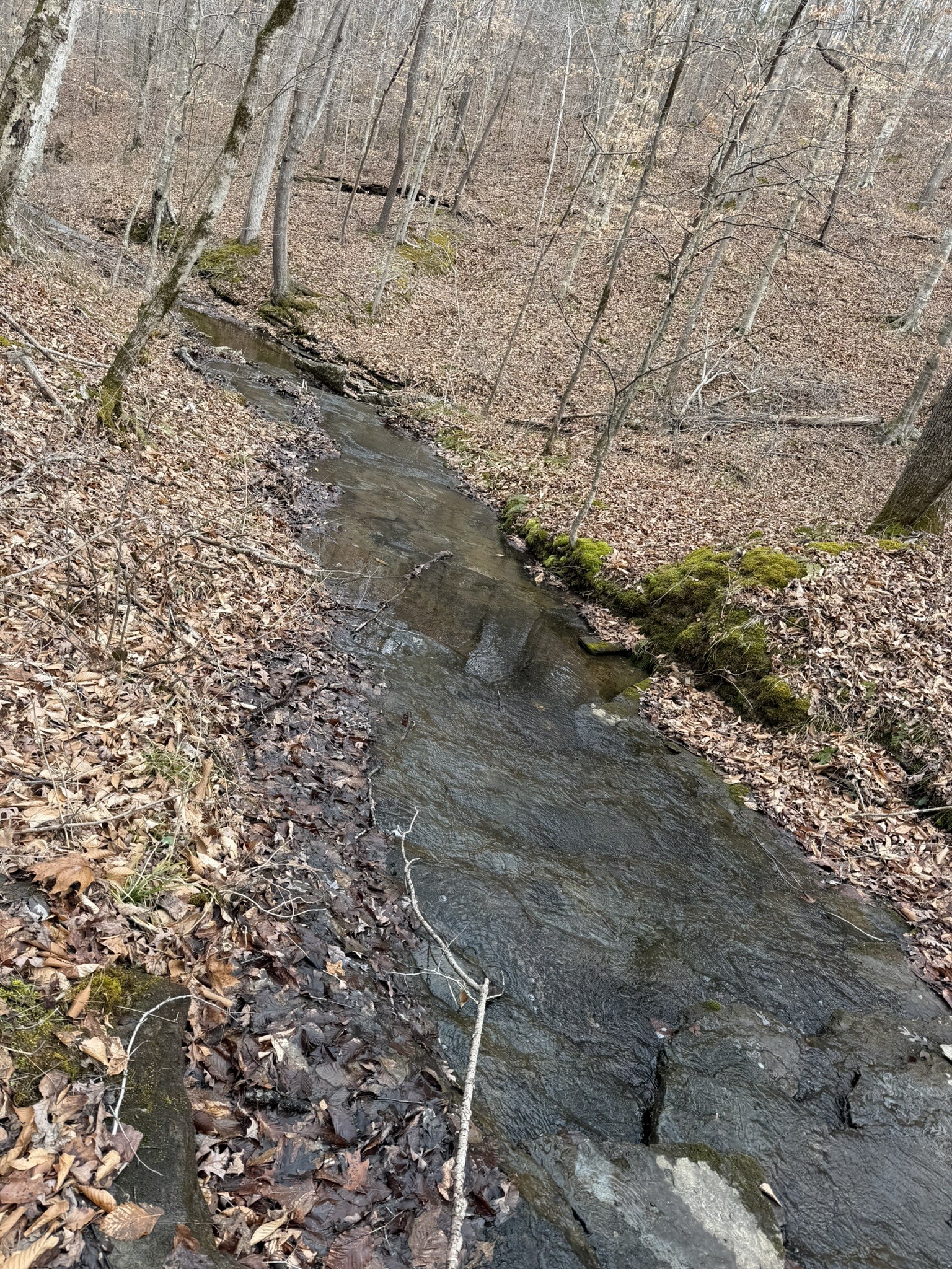 0 Collier Bend Road Charlotte, TN 37036 - Photo 60 of 63 a view of a forest with trees