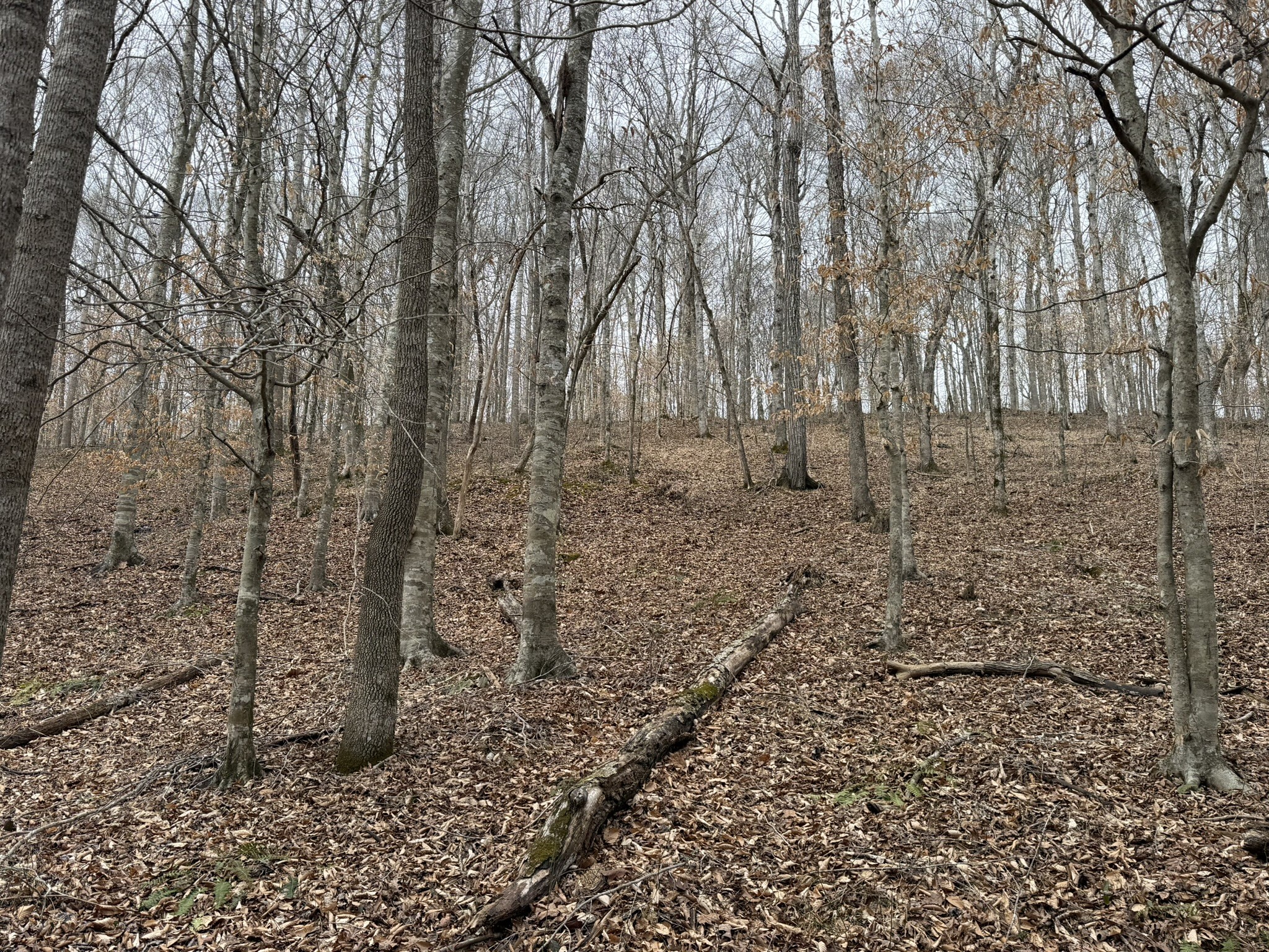 0 Collier Bend Road Charlotte, TN 37036 - Photo 63 of 63 a plant is in the middle of the forest