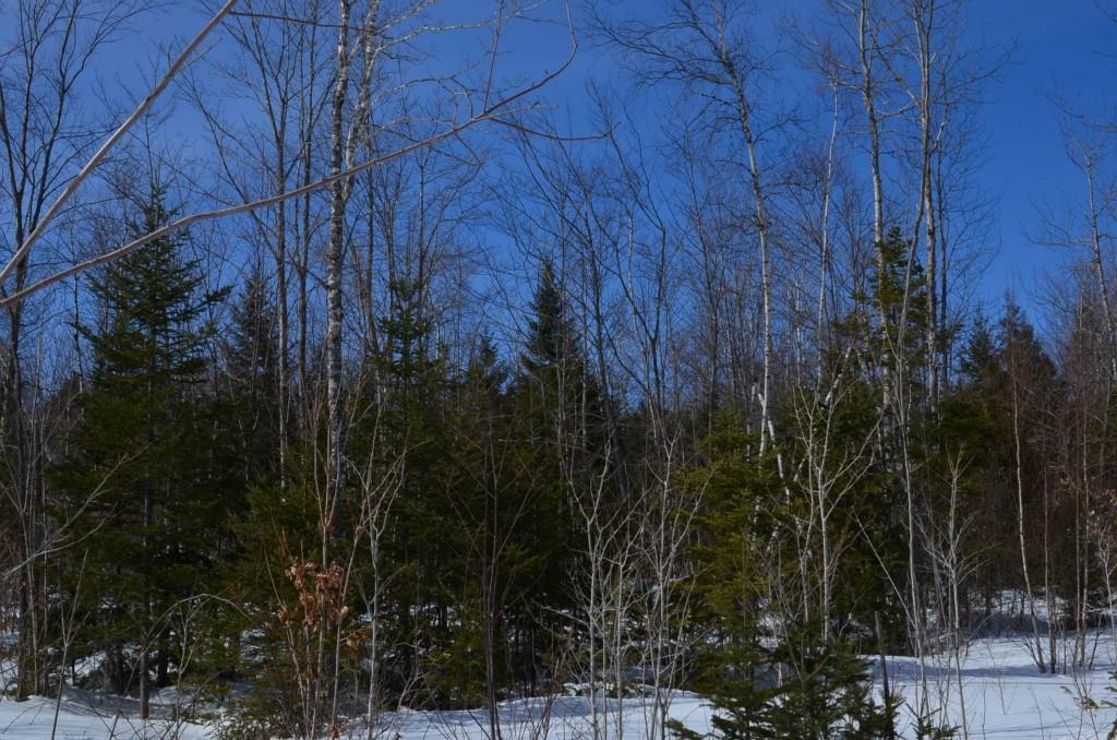 0 Butterfield Ridge Road Lincoln, ME 04457 - Photo 3 of 21 Nice timber