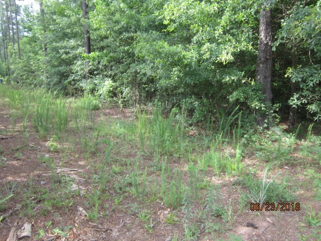 0 Pylant Crossing Road Thomson, GA 30824 - Photo 2 of 6 Gallery Image 2