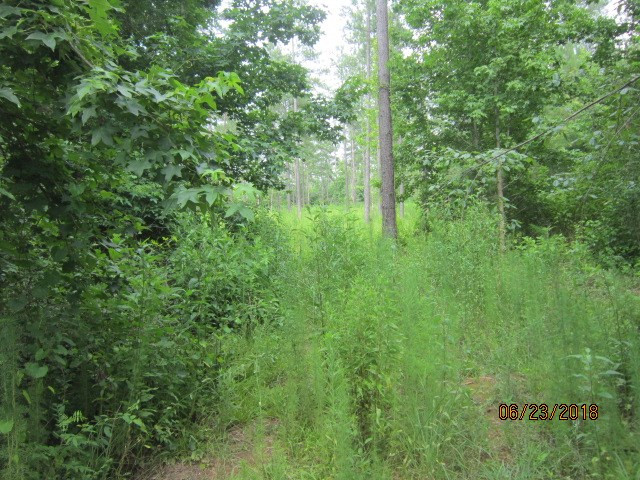 0 Pylant Crossing Road Thomson, GA 30824 - Photo 4 of 6 Gallery Image 4