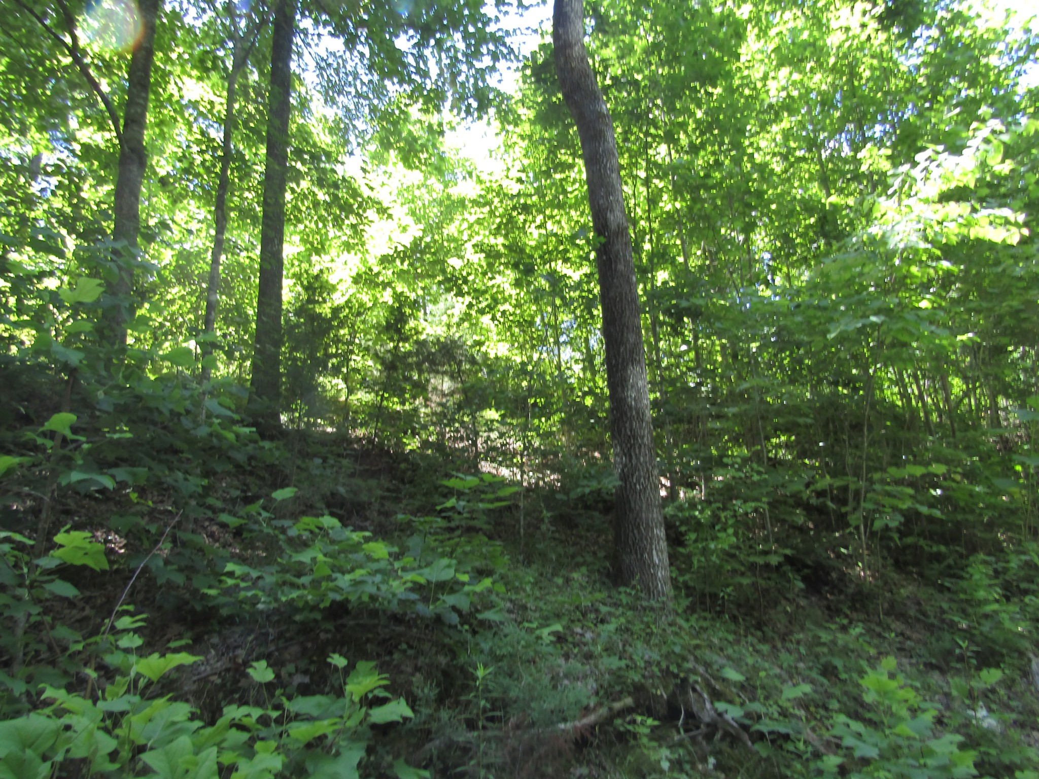 15 Simple Life Road Hilham, TN 38568 - Photo 4 of 6 Gallery Image 4