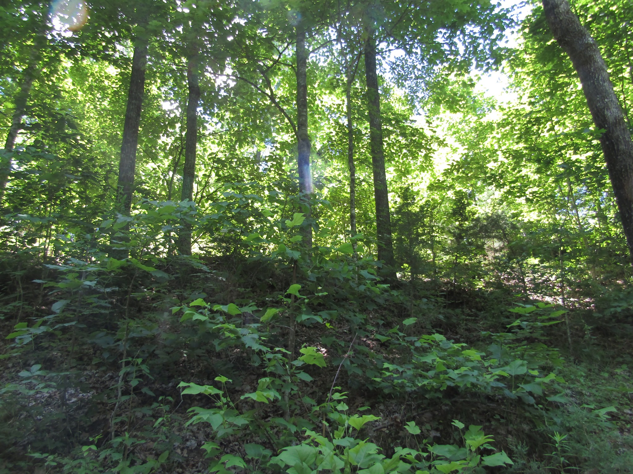 15 Simple Life Road Hilham, TN 38568 - Photo 5 of 6 Gallery Image 5