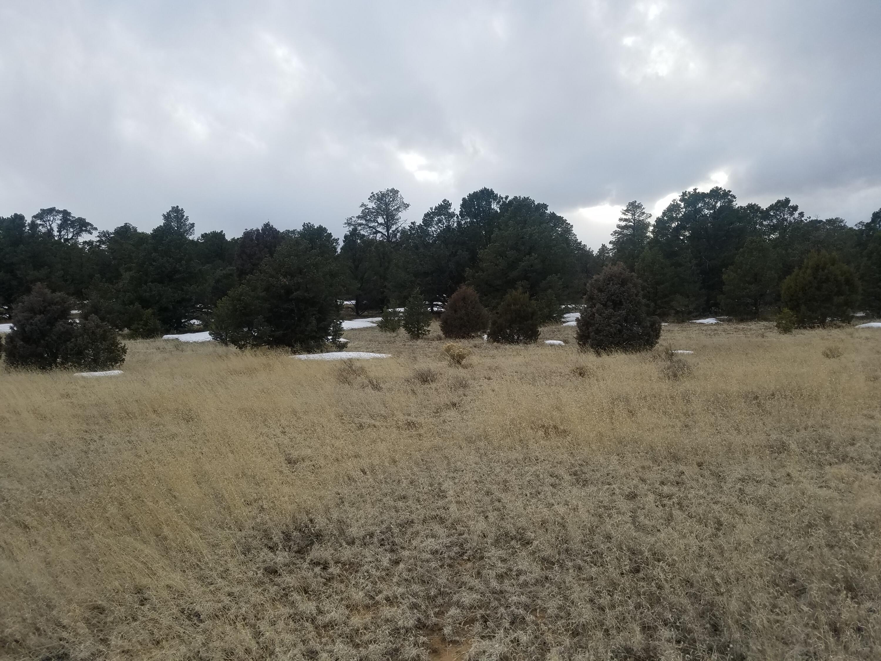 13 Ranchero Road Pie Town, NM 87827 - Photo 5 of 19 Gallery Image 5
