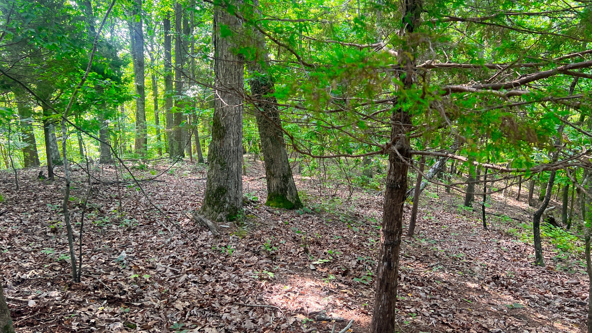 0 James Ridge Drive Clifton, TN 38425 - Photo 4 of 20 a view of a forest filled with trees