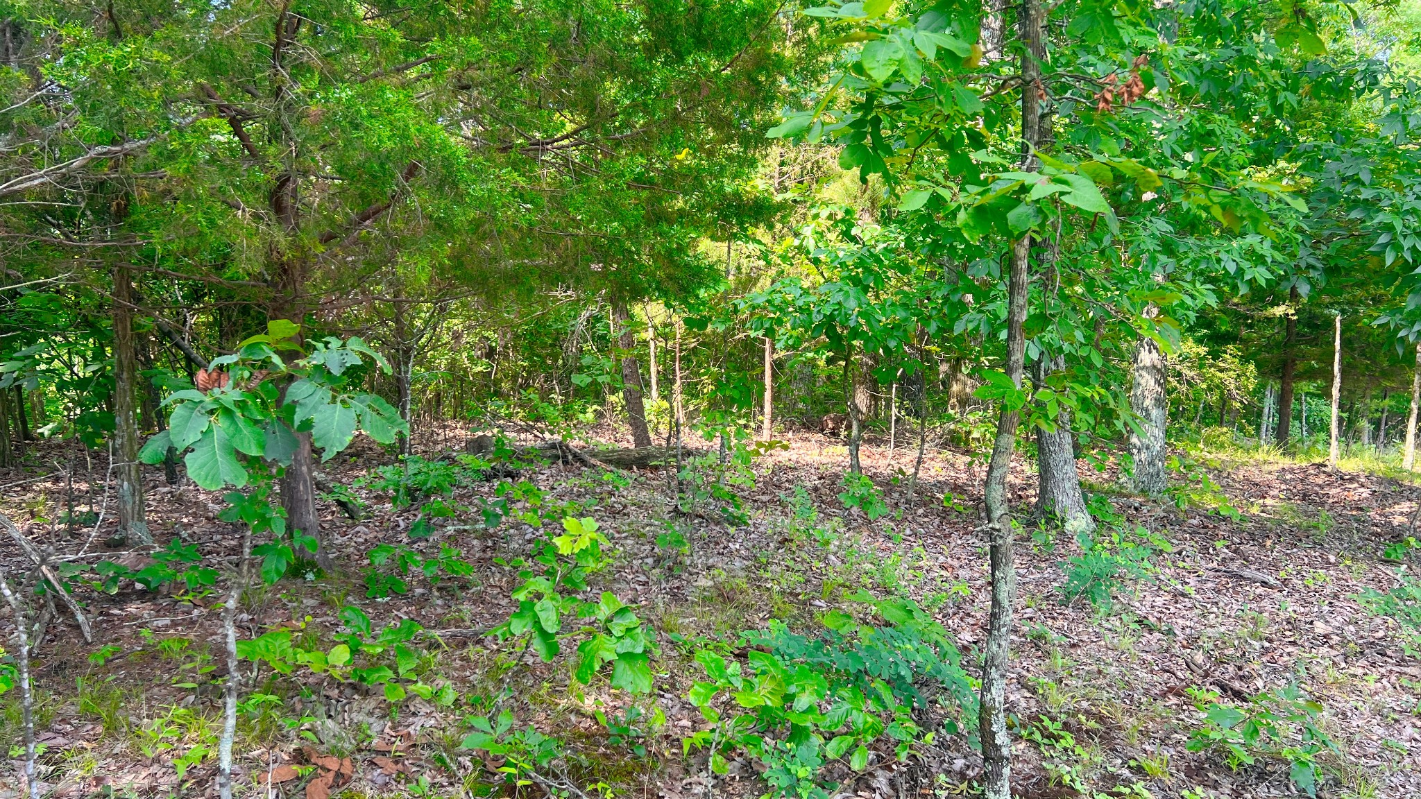 0 James Ridge Drive Clifton, TN 38425 - Photo 6 of 20 a view of forest