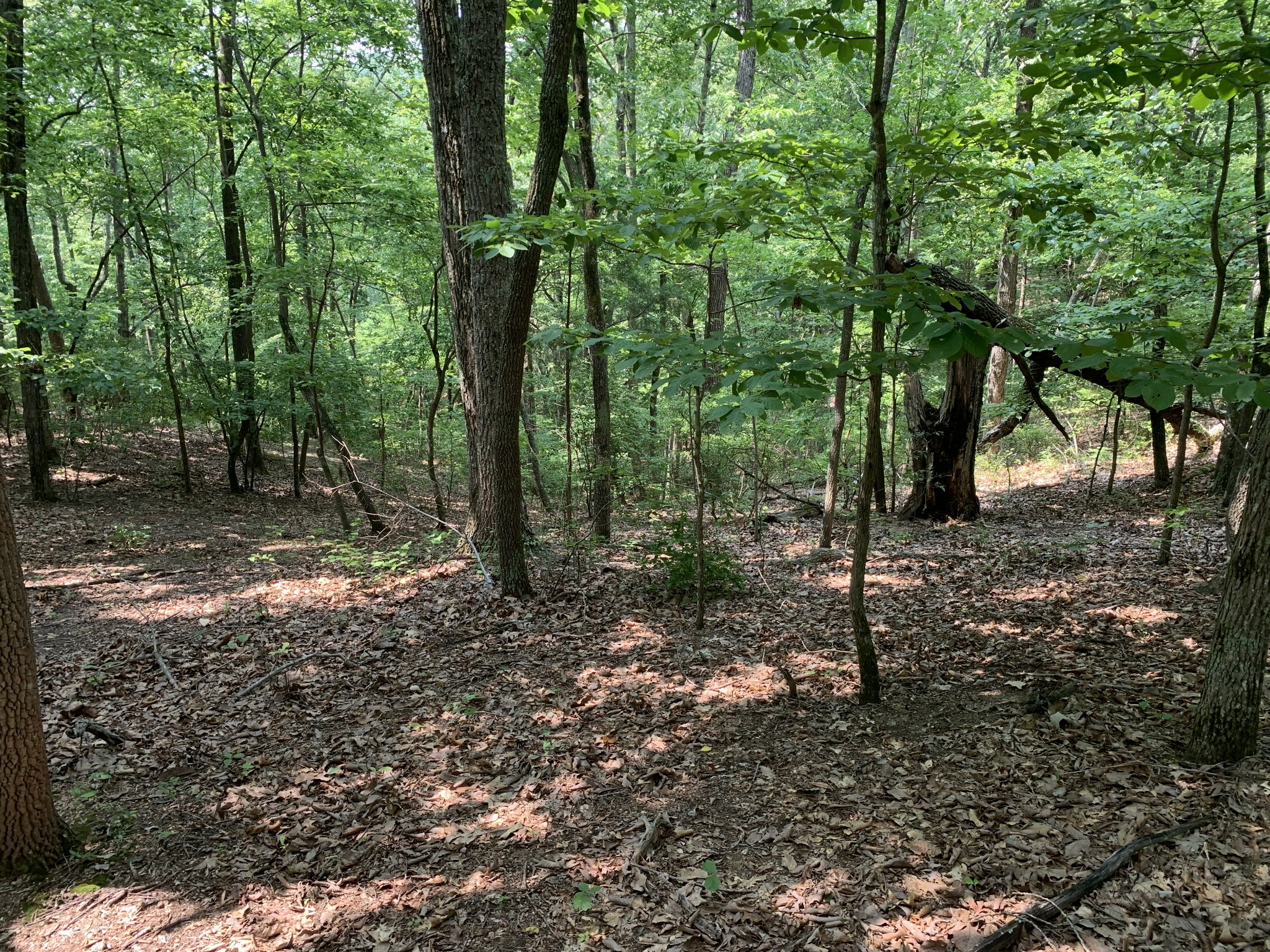 0 James Ridge Drive Clifton, TN 38425 - Photo 7 of 20 a view of a forest with trees