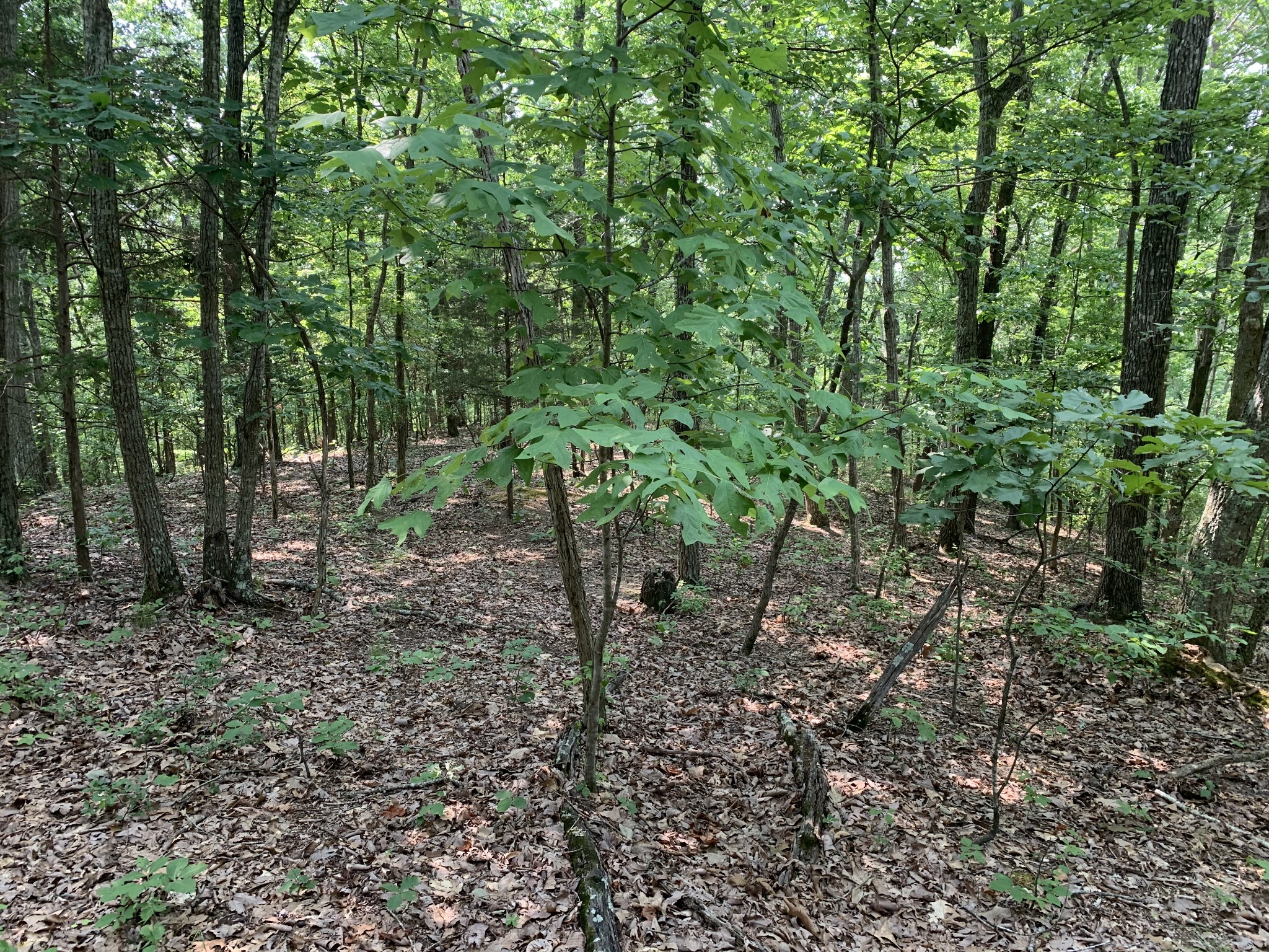 0 James Ridge Drive Clifton, TN 38425 - Photo 10 of 20 a view of a forest with trees in the background