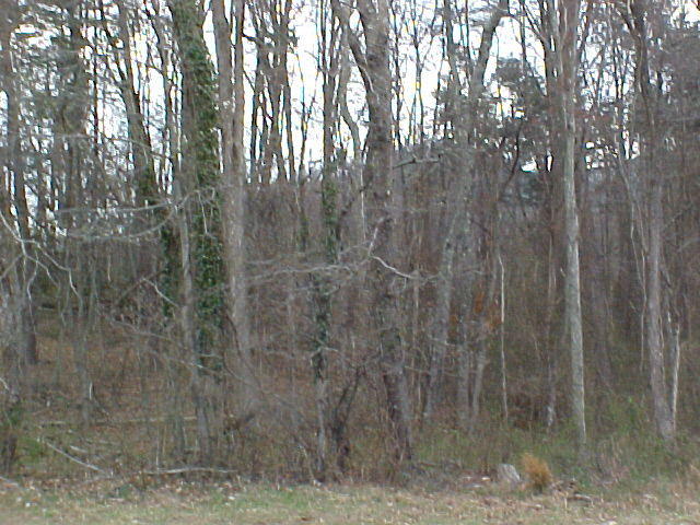 0 Hardbarger Road Buchanan, VA 24066 - Photo 1 of 2 Road view
