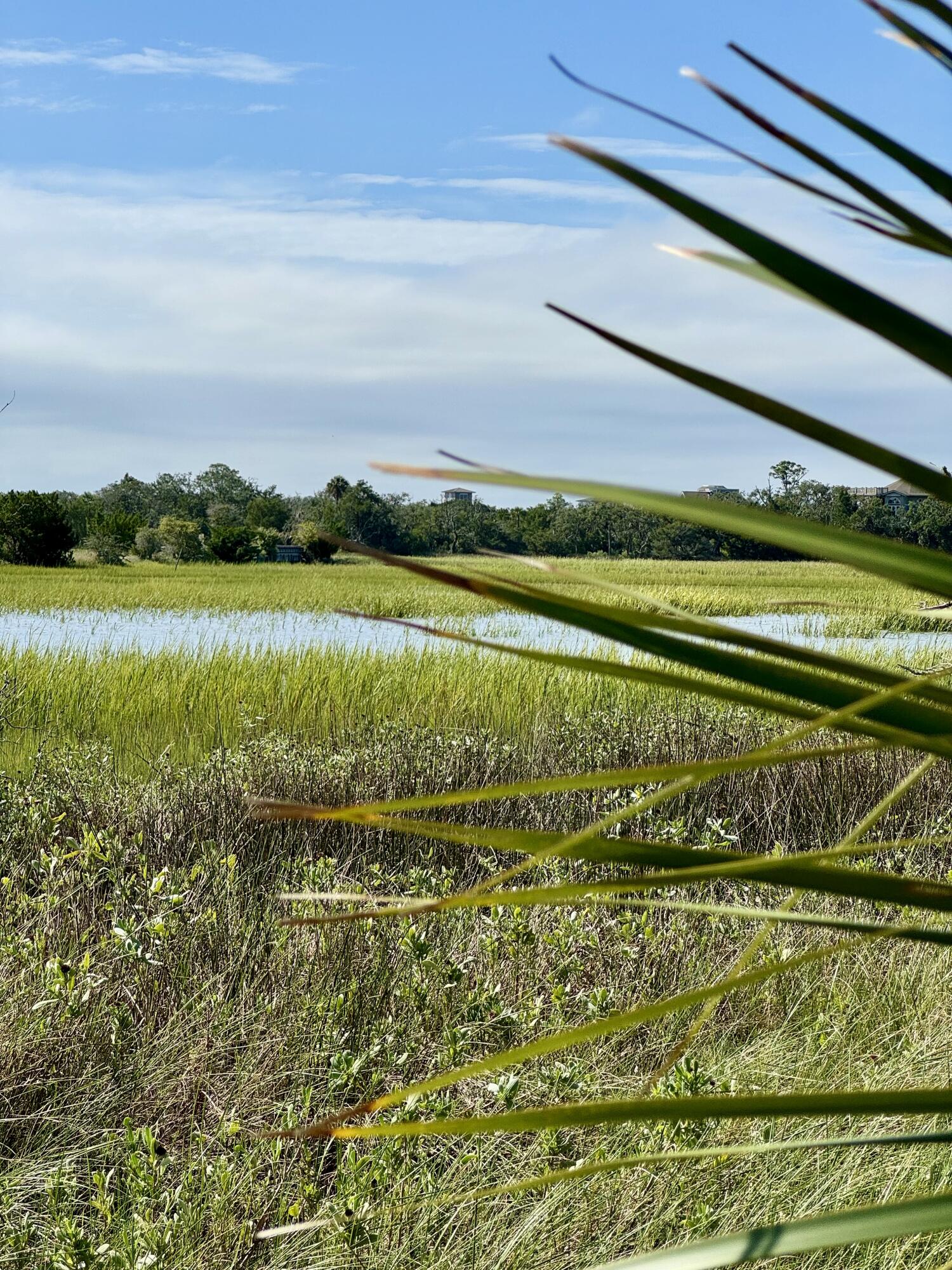 Marsh w: palm frond