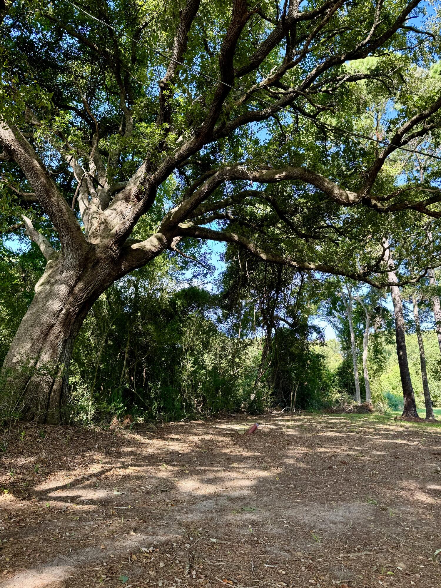 7783 Legare Road Edisto Island, SC 29438 - Photo 9 of 22 Live oak tree