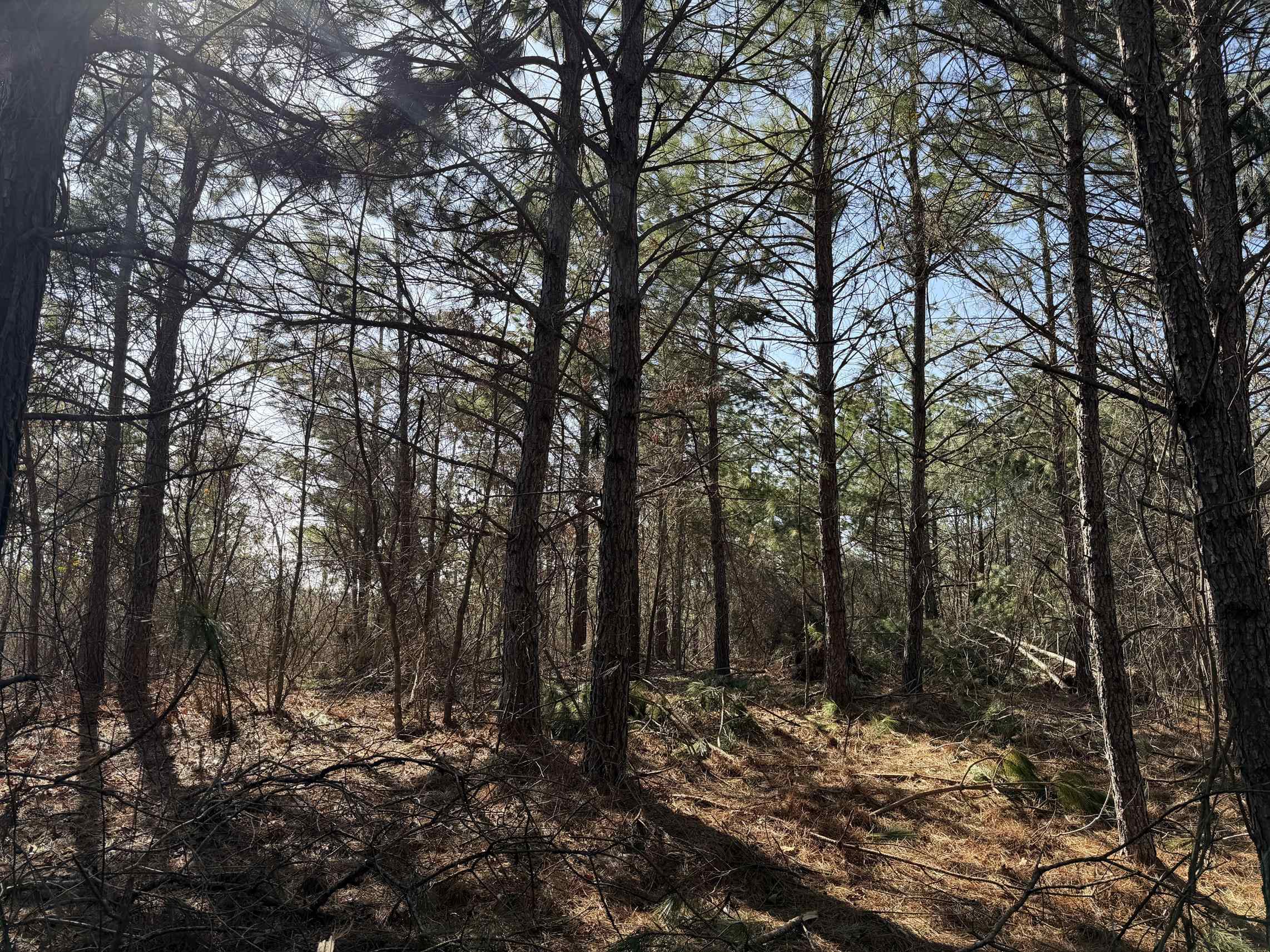 2 Pyburn Drive Savannah, TN 38372 - Photo 1 of 19 a view of a forest with trees