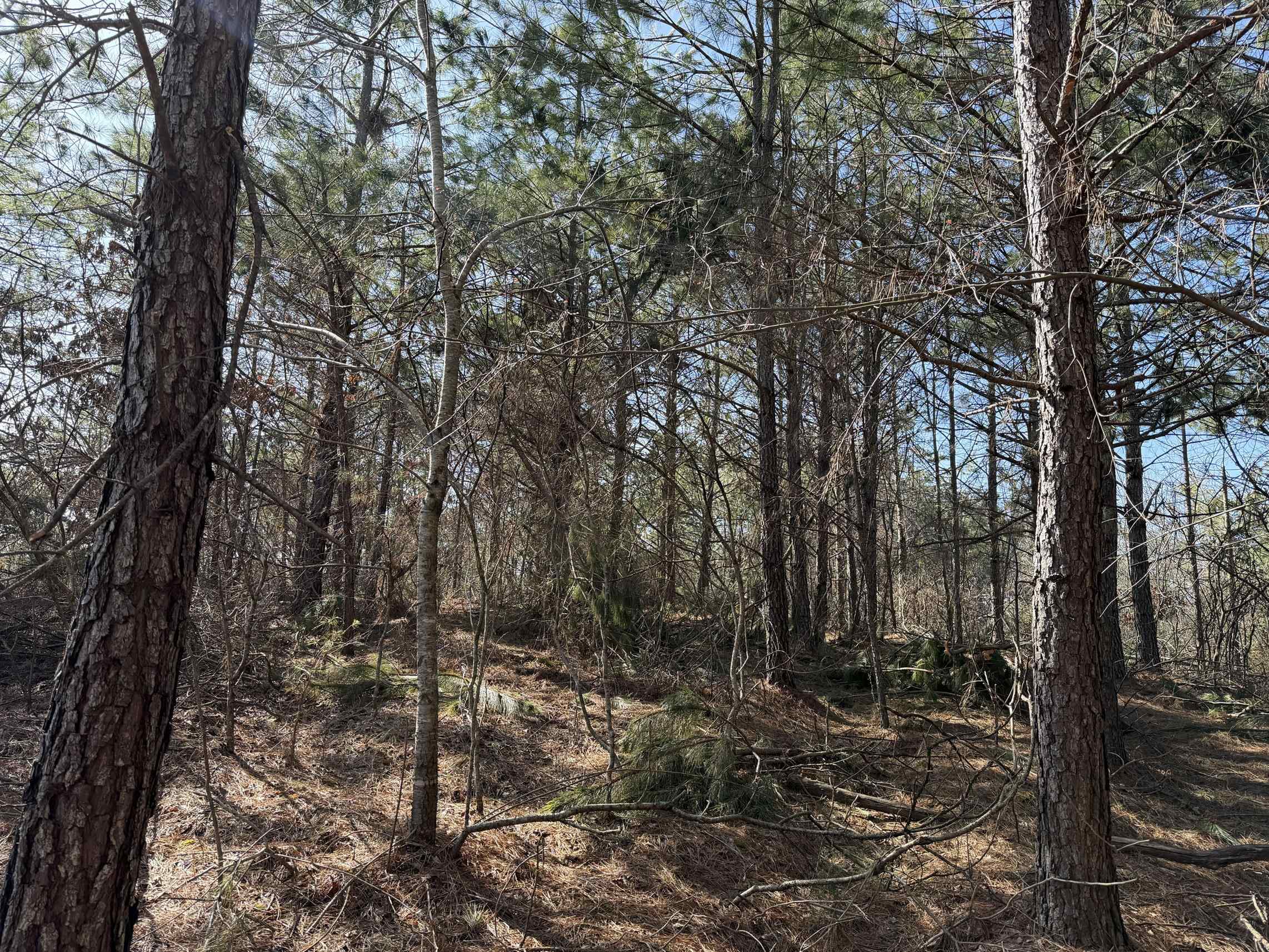 2 Pyburn Drive Savannah, TN 38372 - Photo 11 of 19 a view of outdoor space and yard