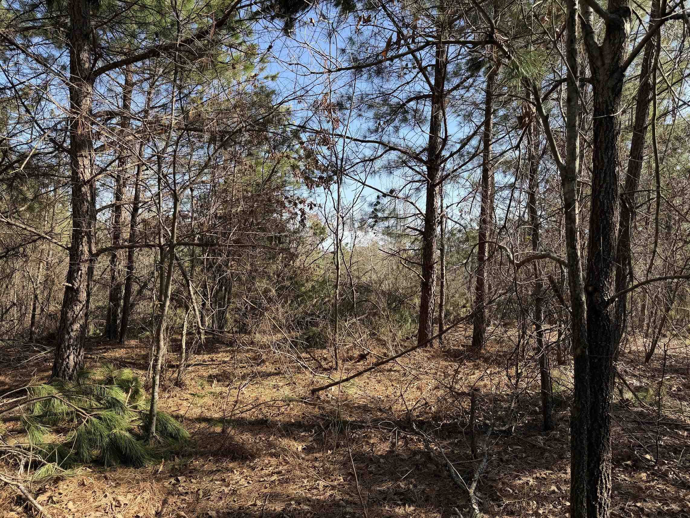 2 Pyburn Drive Savannah, TN 38372 - Photo 12 of 19 a view of a forest with trees