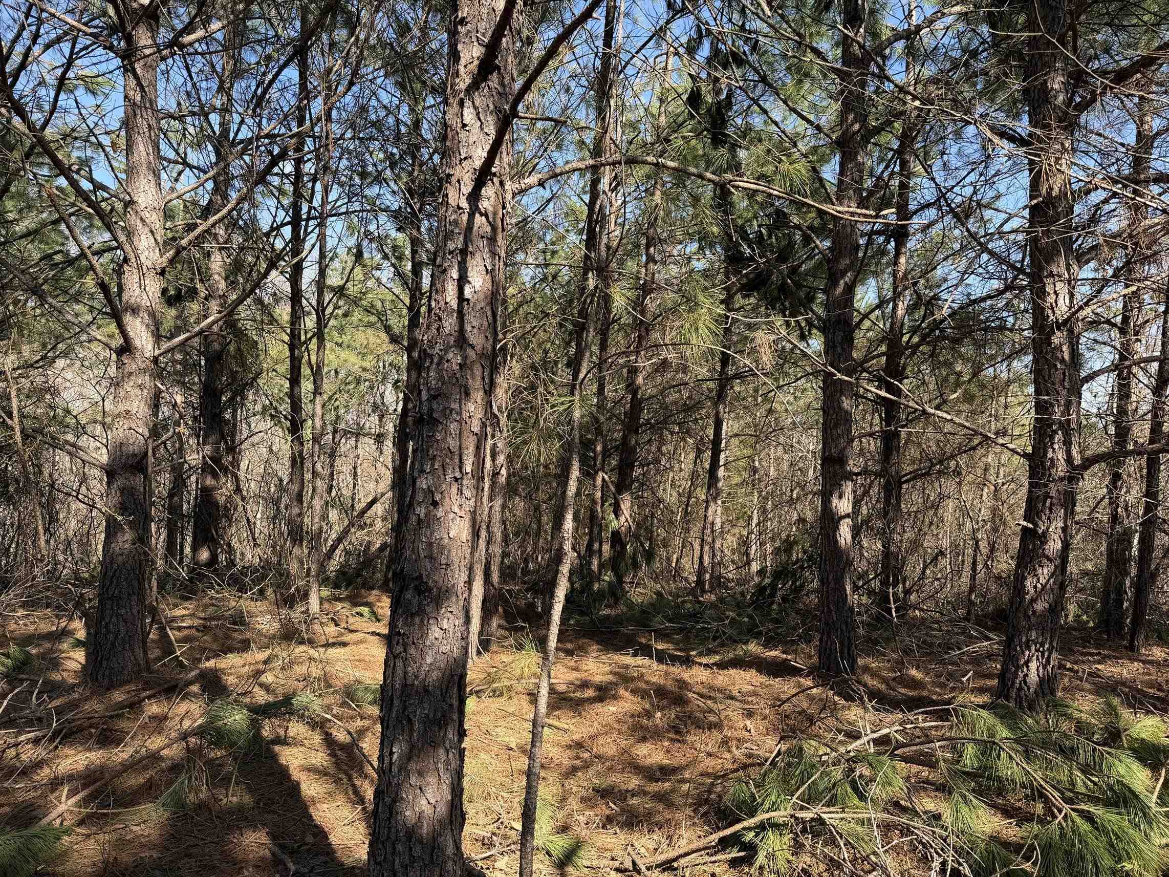 2 Pyburn Drive Savannah, TN 38372 - Photo 13 of 19 a view of a forest with trees