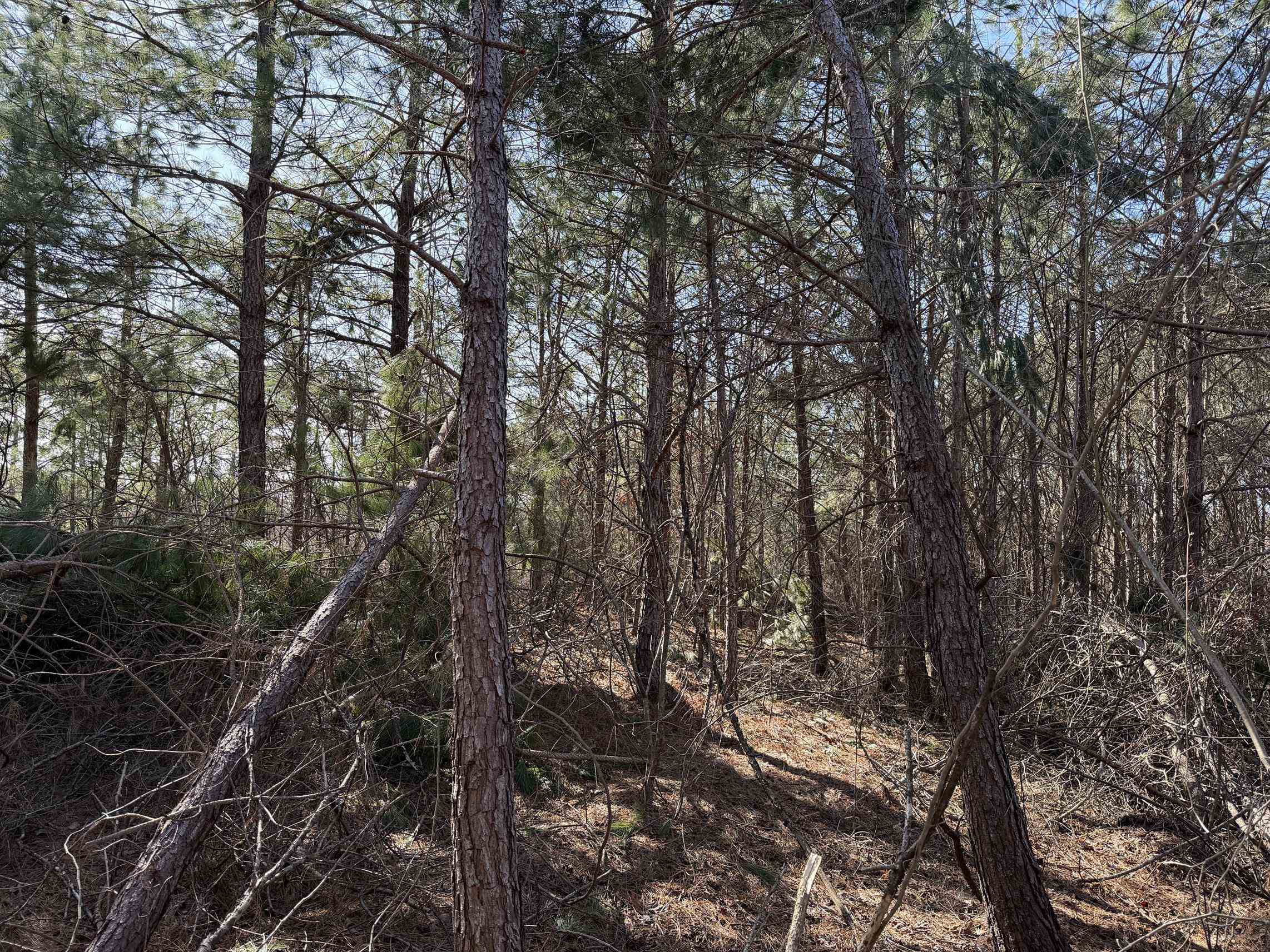 2 Pyburn Drive Savannah, TN 38372 - Photo 15 of 19 a view of forest