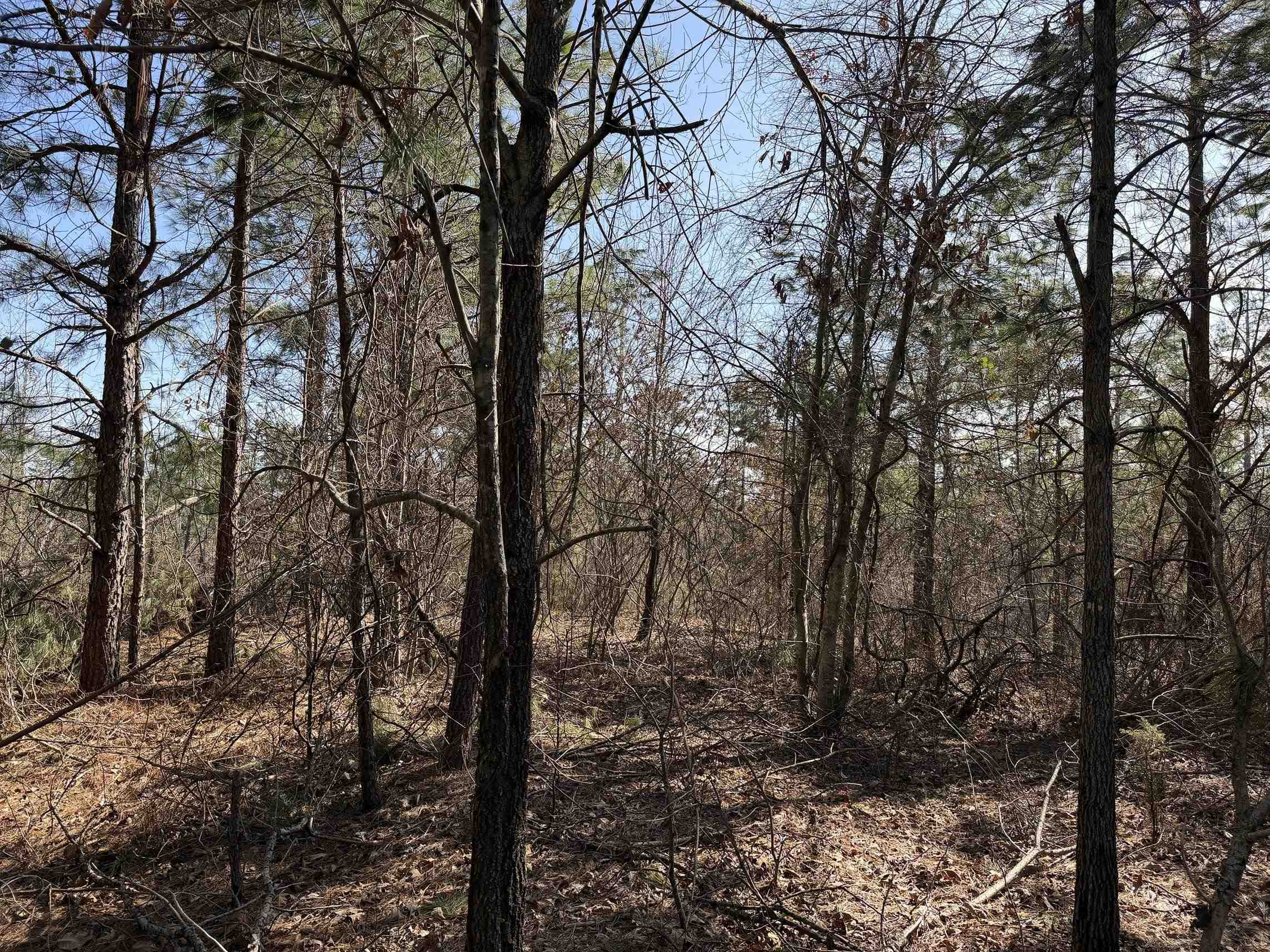2 Pyburn Drive Savannah, TN 38372 - Photo 18 of 19 a view of a forest with trees in the background