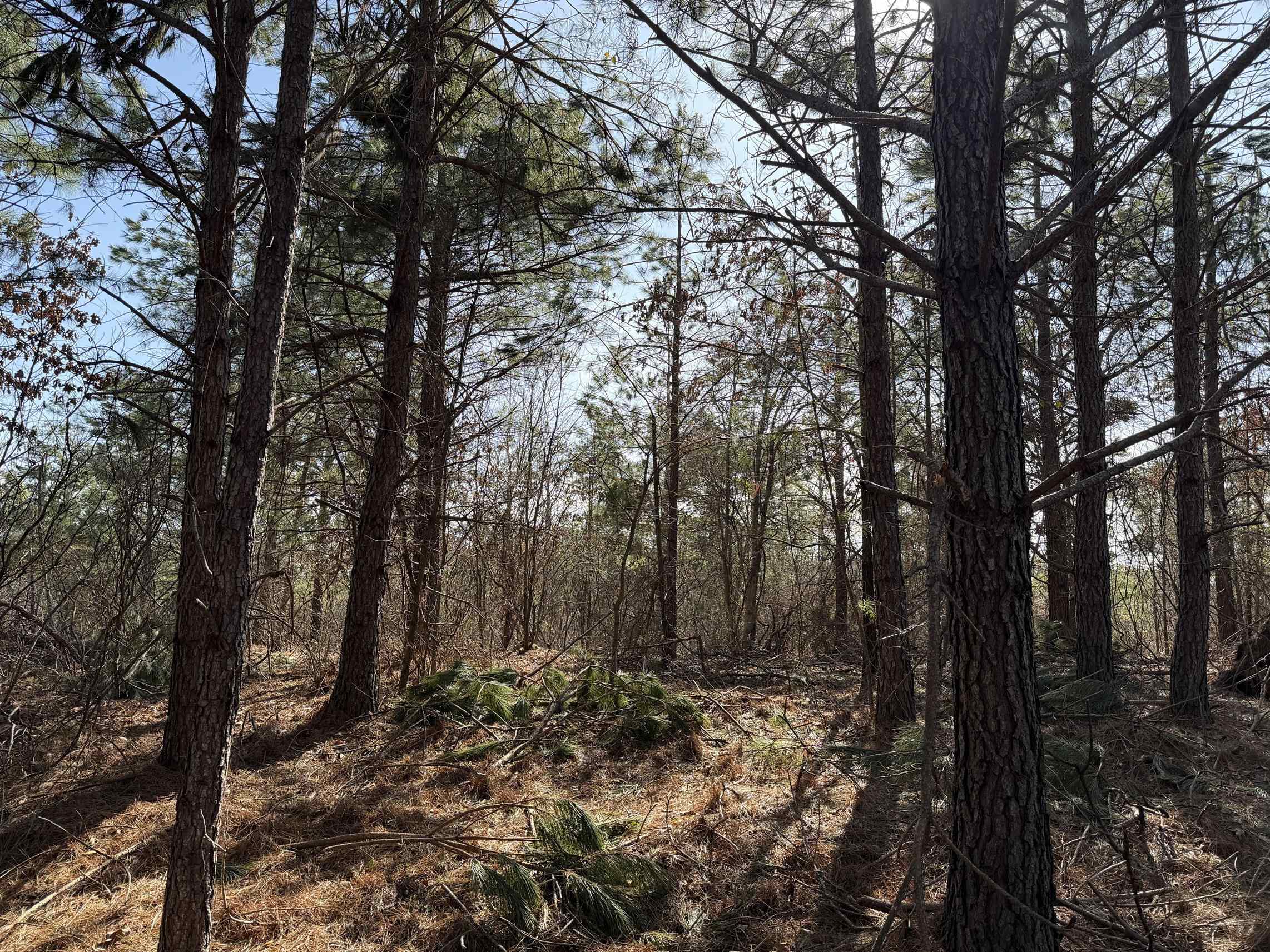 2 Pyburn Drive Savannah, TN 38372 - Photo 2 of 19 a view of a forest with trees in the background