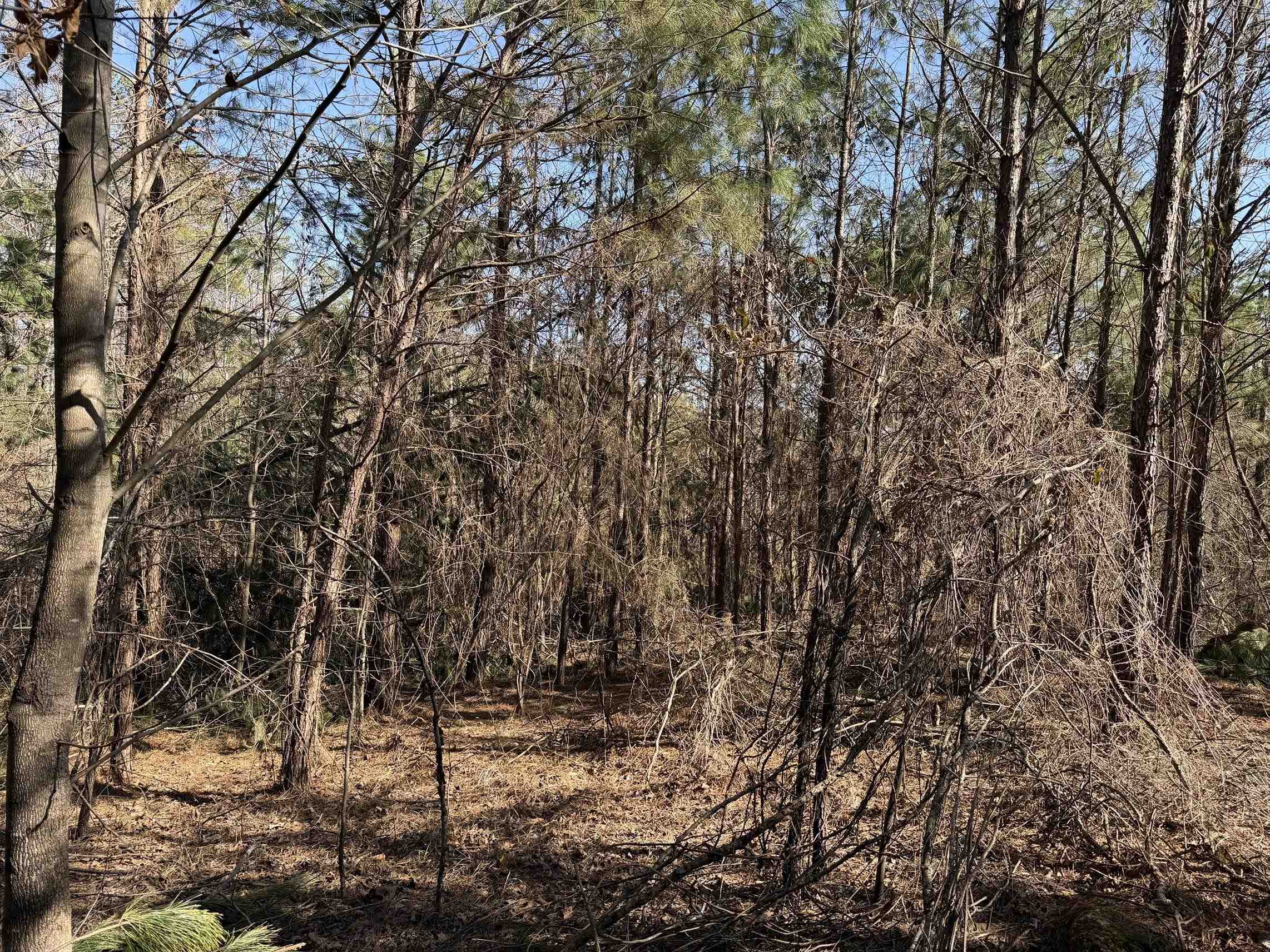 2 Pyburn Drive Savannah, TN 38372 - Photo 6 of 19 a view of a large tree