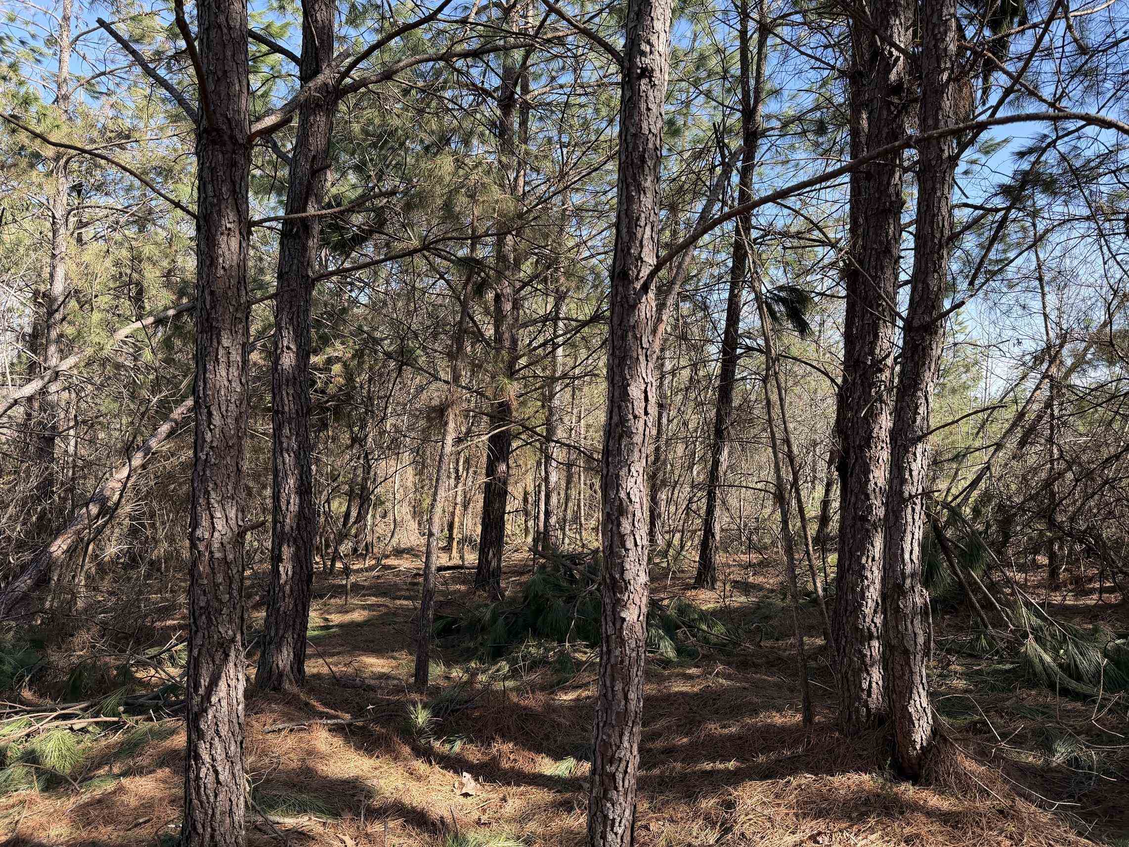 2 Pyburn Drive Savannah, TN 38372 - Photo 8 of 19 a view of a forest filled with trees